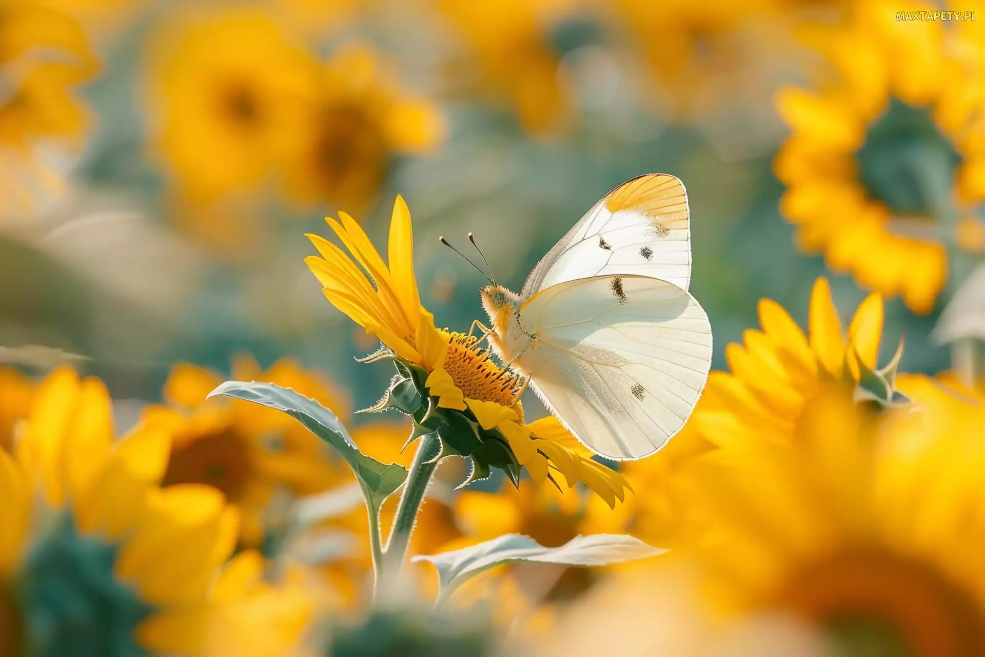 Motyl, Słoneczniki, Kwiaty, Żółte, Biały
