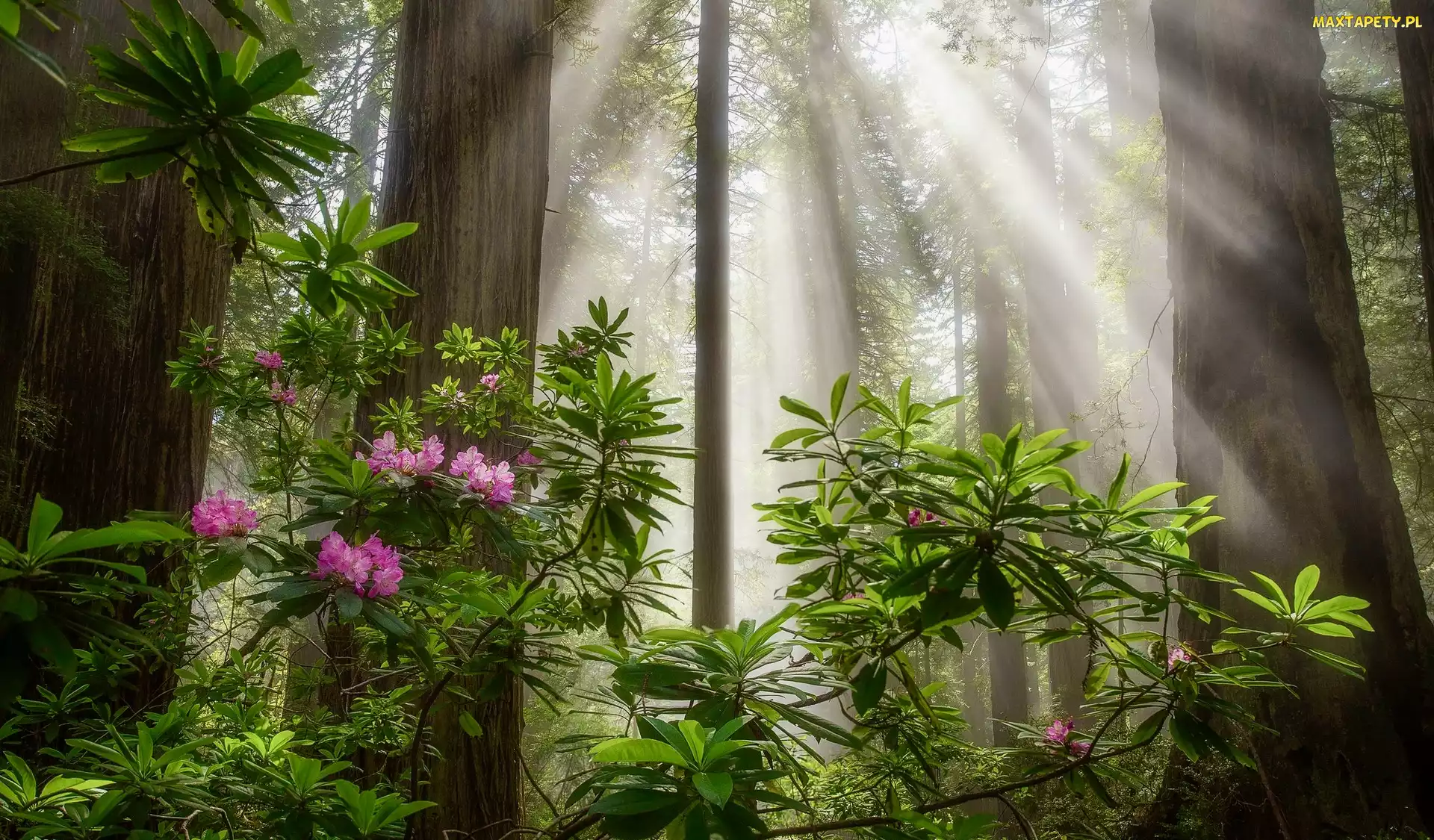 Kalifornia, Sekwoje, Stany Zjednoczone, Drzewa, Różanecznik, Park Narodowy Redwood, Kwiaty, Przebijające światło