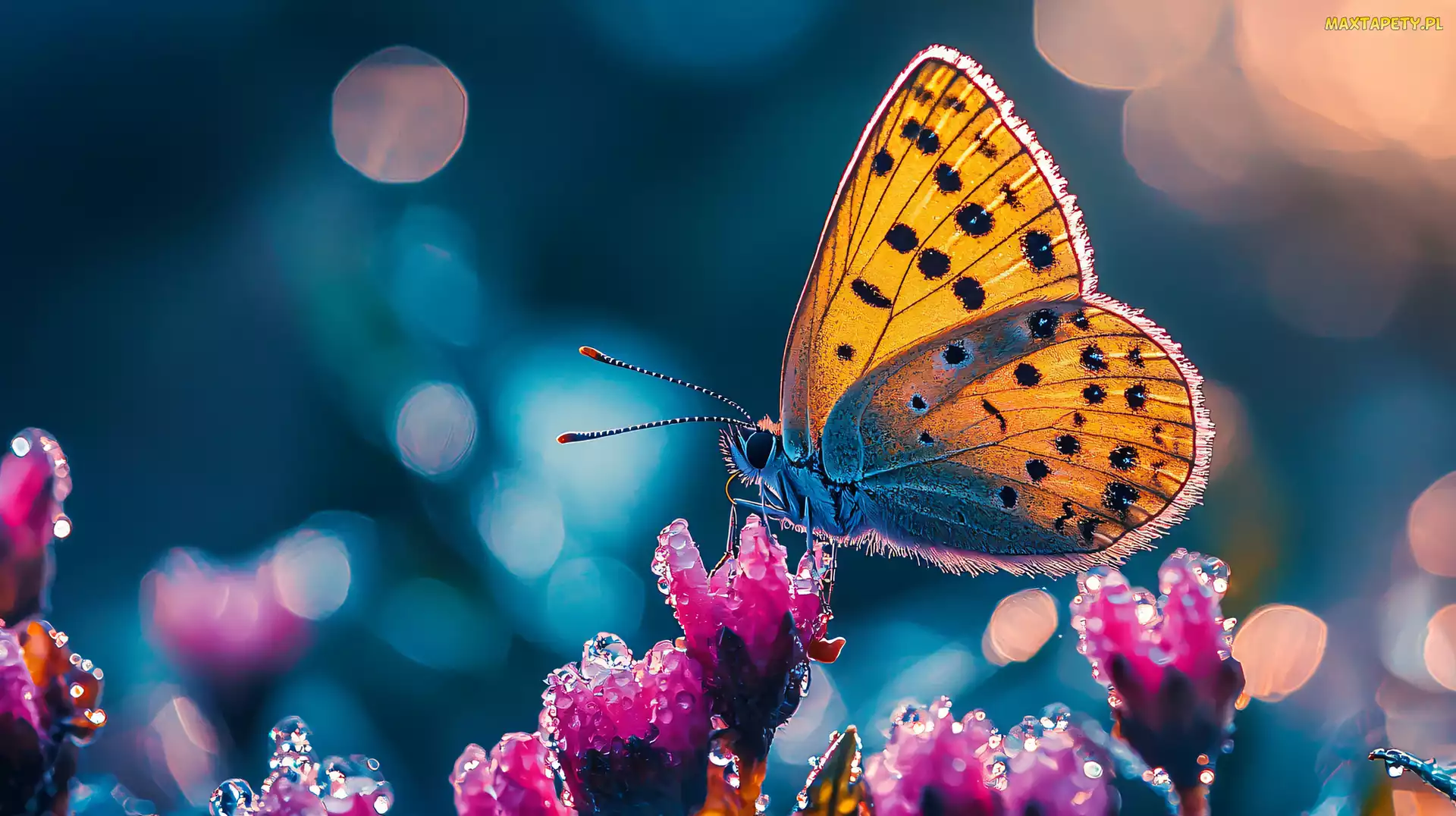 Motyl, Krople, Kwiaty, Różowe, Żółty