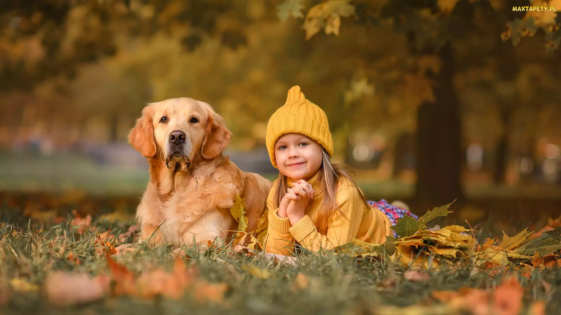 Drzewo, Łąka, Czapka, Liście, Golden retriever, Dziewczynka, Pies