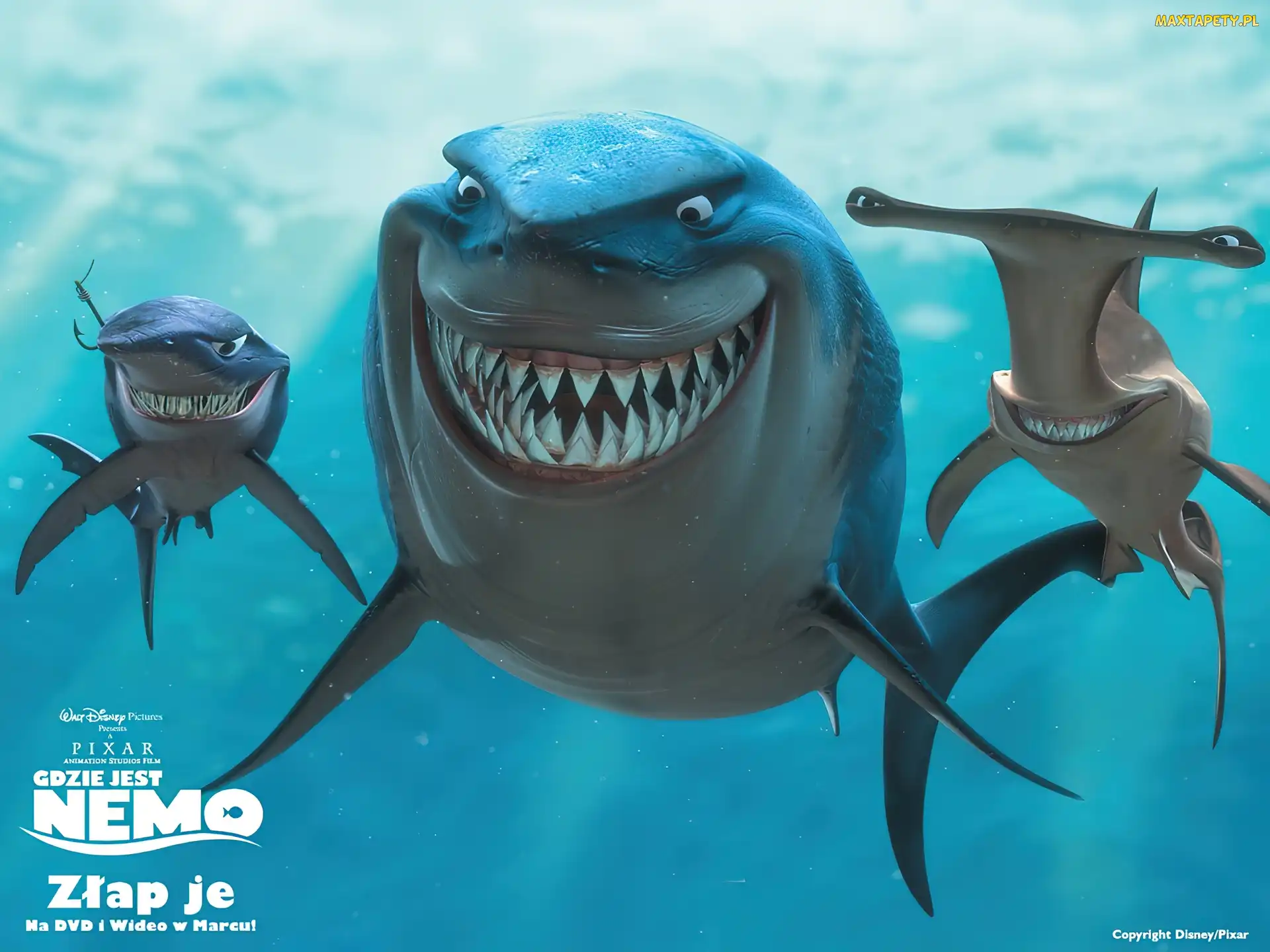 rekiny, Finding Nemo, Gdzie jest Nemo