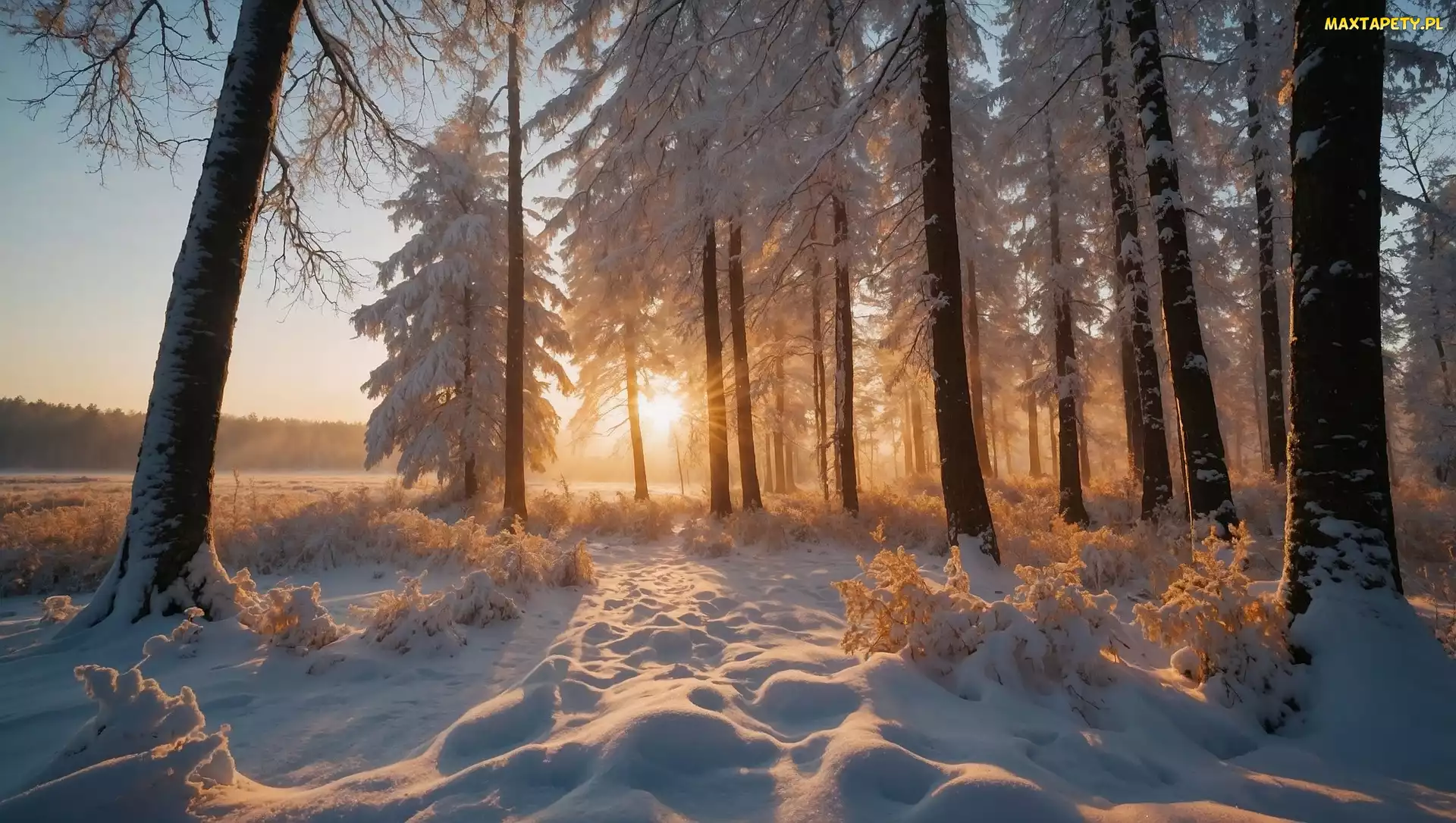 Wschód słońca, Poranek, Śnieg, Zima, Las, Drzewa