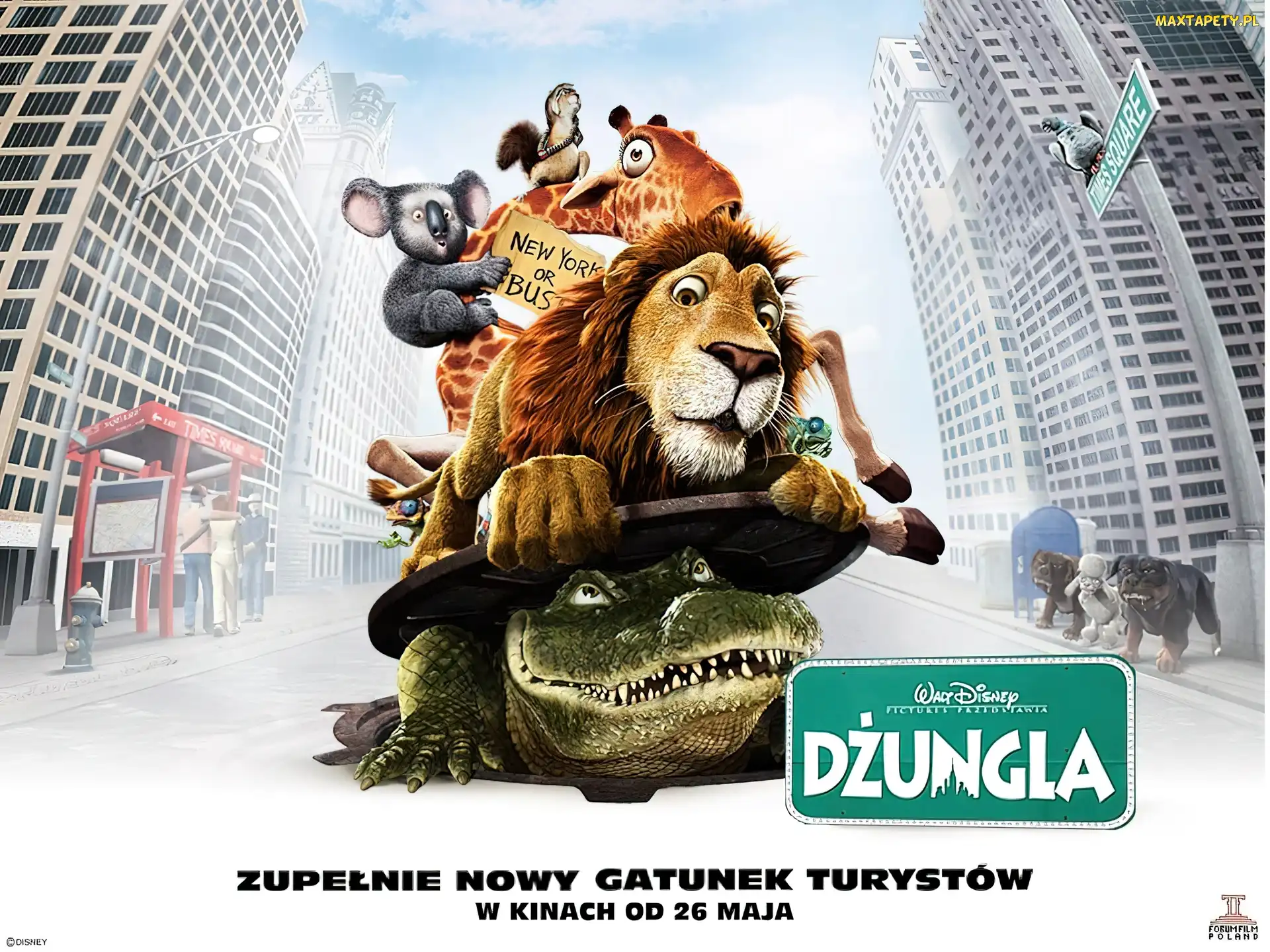 zwierzęta, The Wild, Dżungla, ulica, dzikie