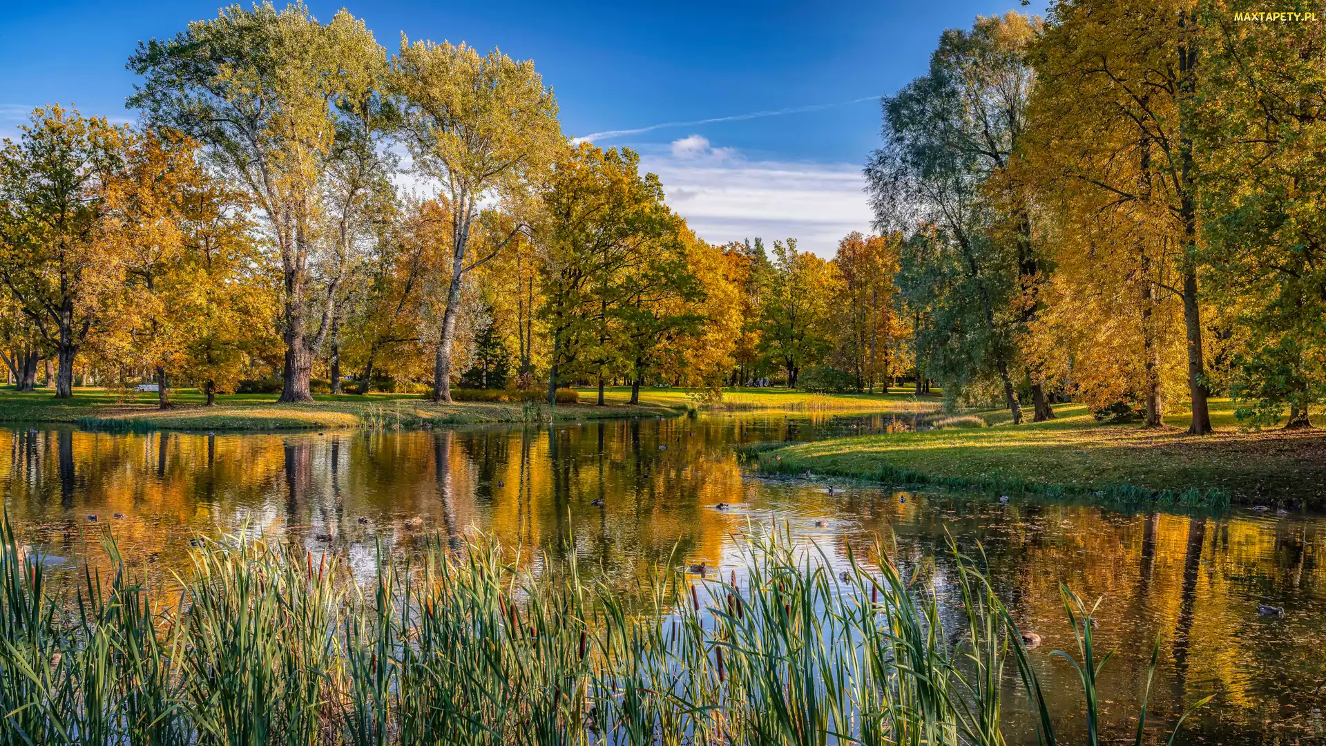 Drzewa, Jesień, Szuwary, Staw, Park