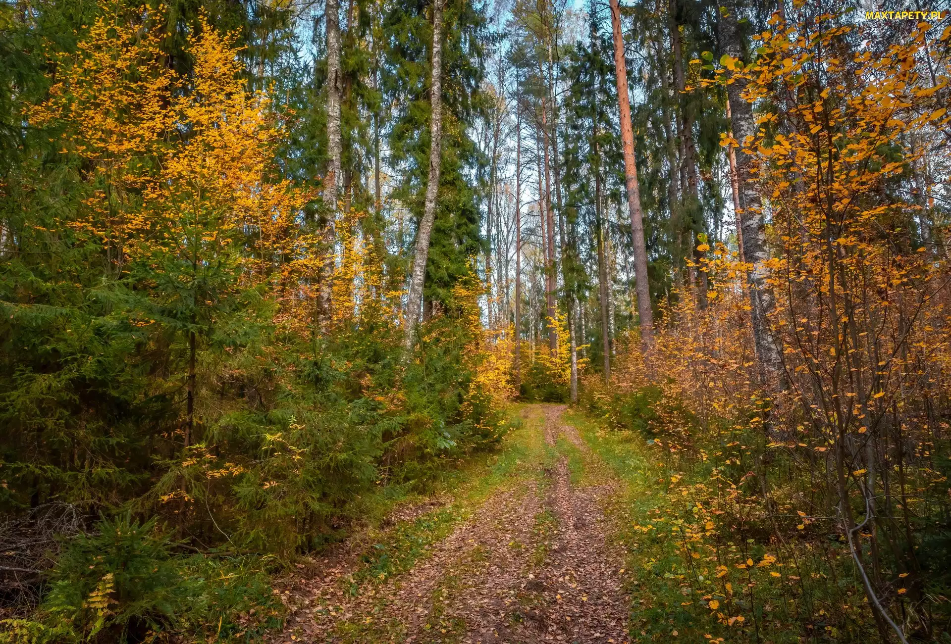 Jesień, Liście, Drzewa, Las, Krzewy, Ścieżka