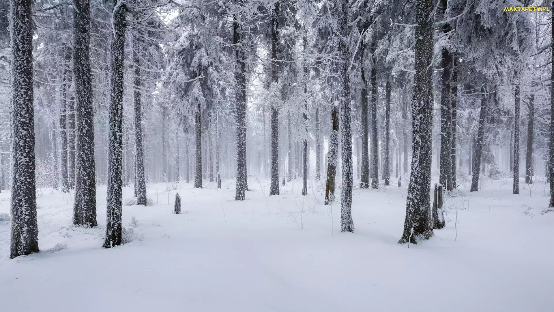 Drzewa, Iglasty, Śnieg, Mgła, Ośnieżony, Zima, Las