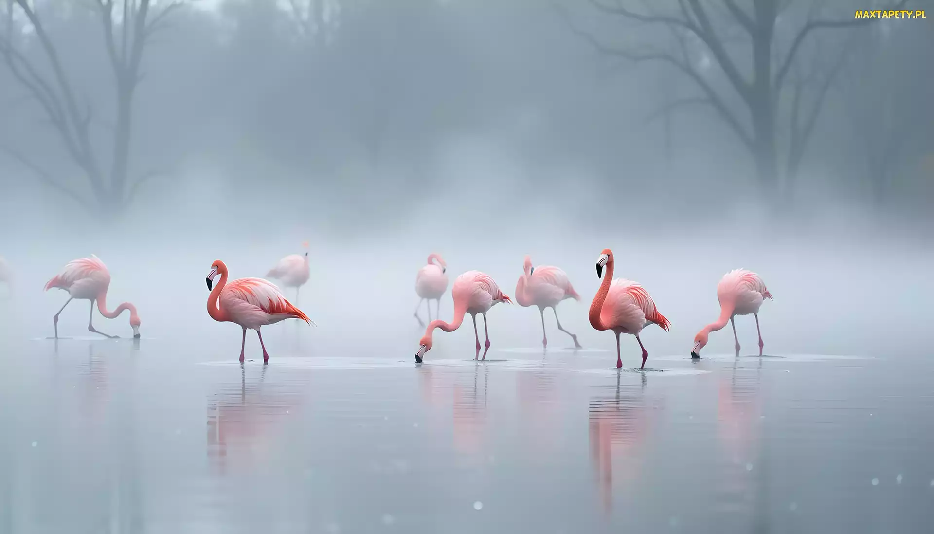 Grafika, Mgła, Flamingi, Ptaki