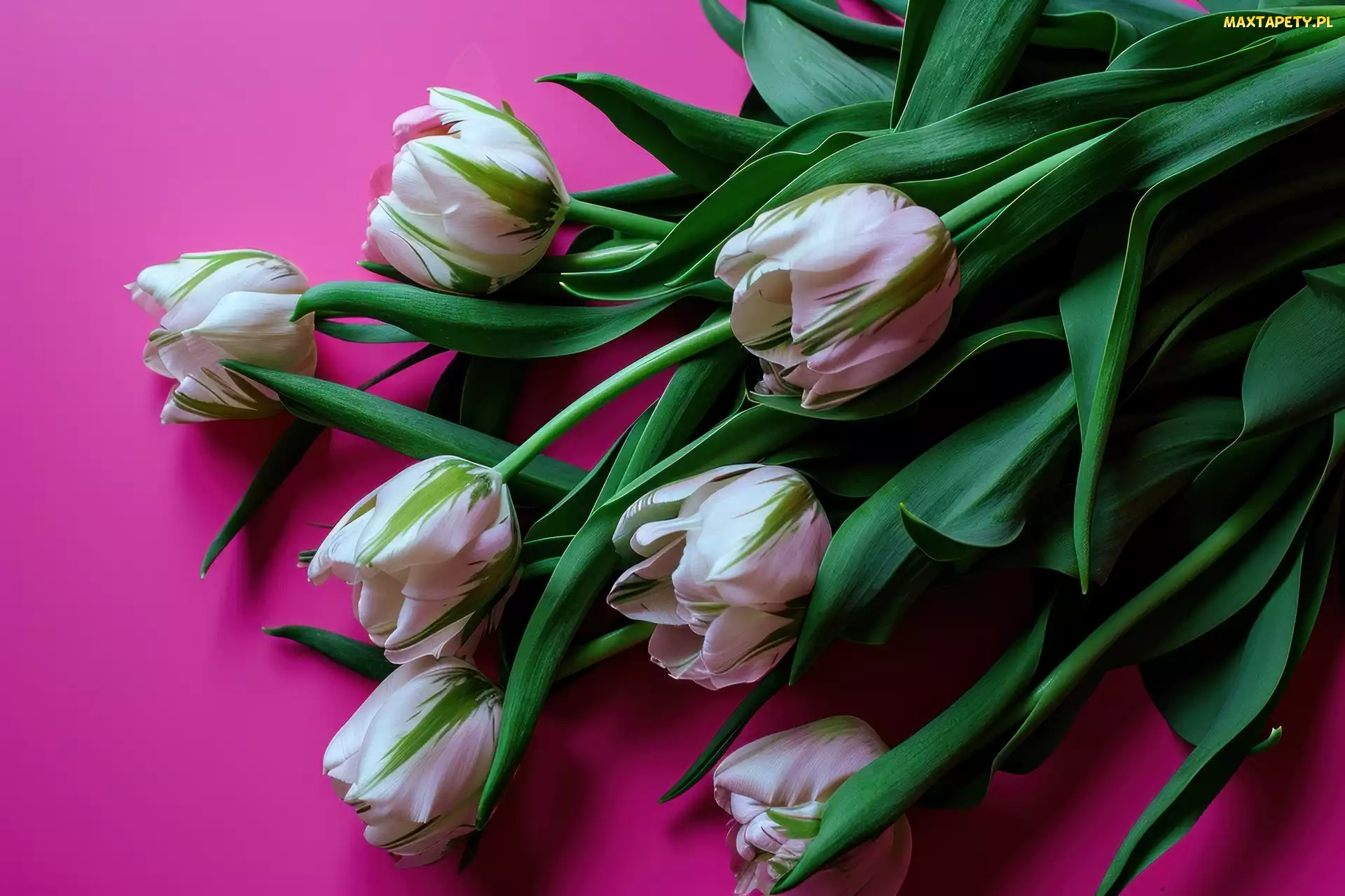 Tło, Różowe, Biało-zielone, Tulipany