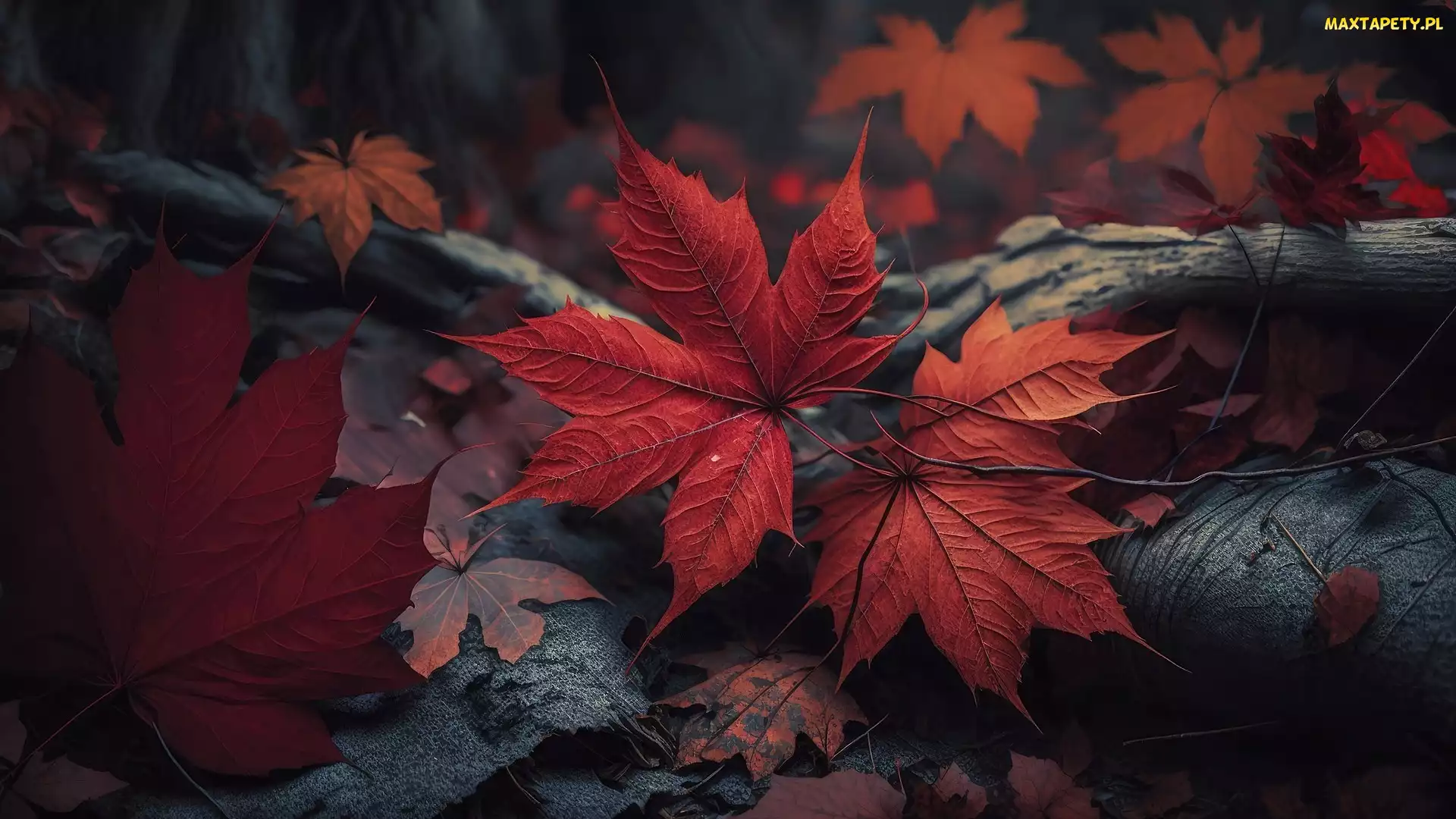 Klonu, Liście, Grafika, Czerwone