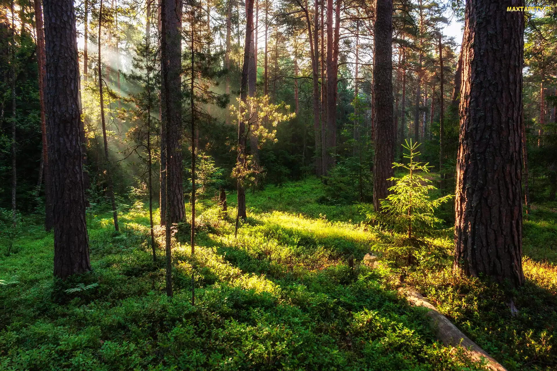 Drzewa, Przebijające światło, Zieleń, Rośliny, Las