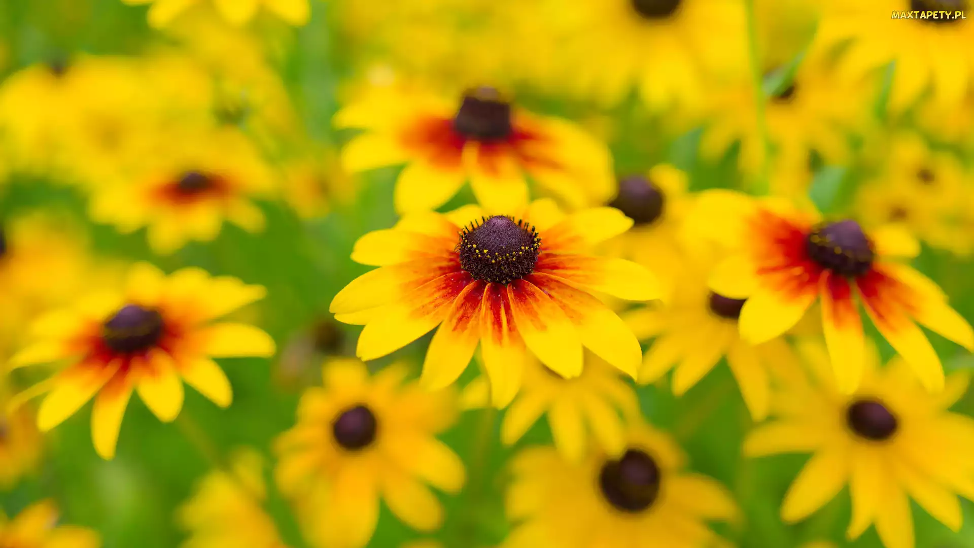 Kwiaty, Rudbekia owłosiona, Żółte