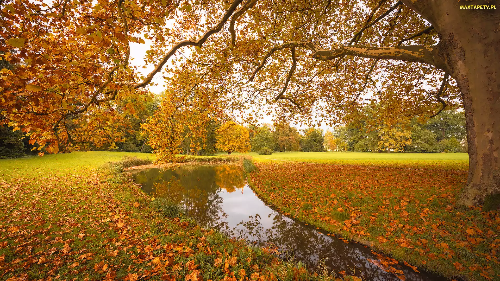 Staw, Jesień, Drzewa, Polana, Park