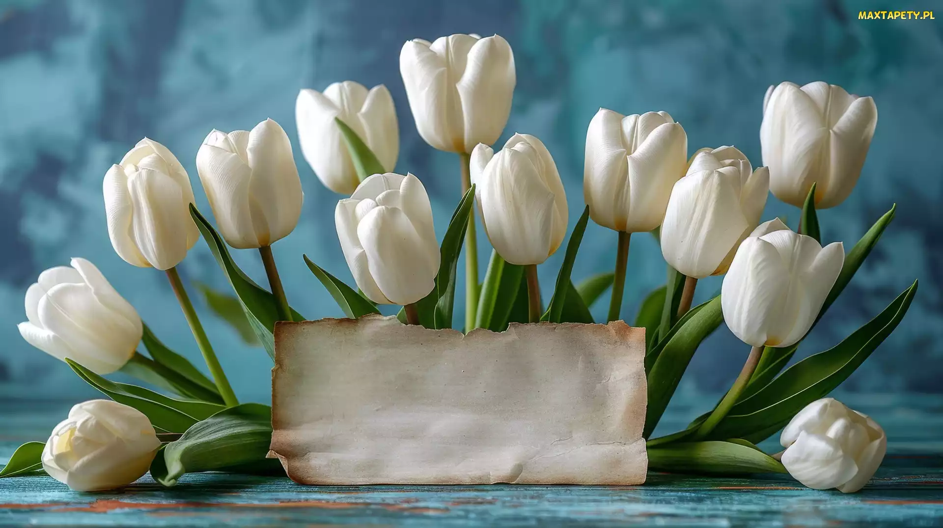 Tulipany, Tło, Niebieskie, Kartka, Białe