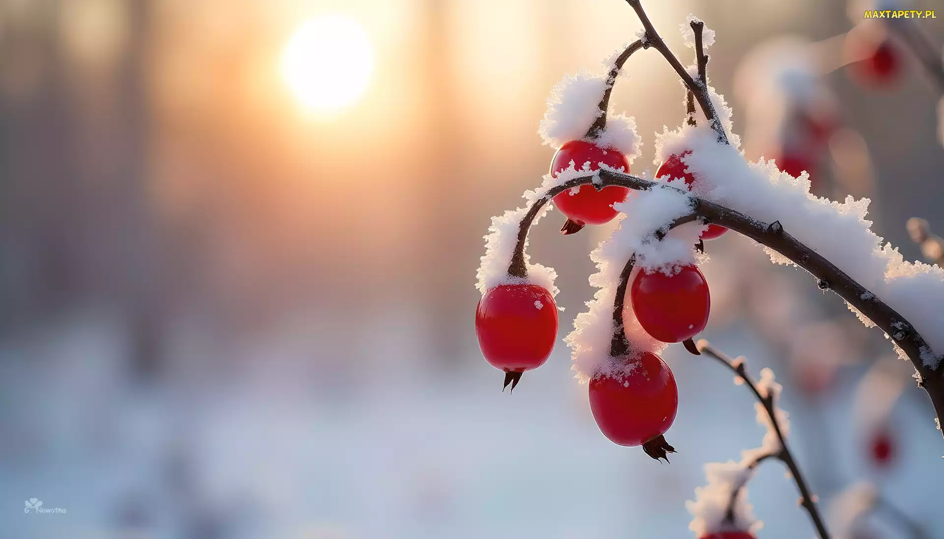 Grafika, Śnieg, Czerwone, Owoce