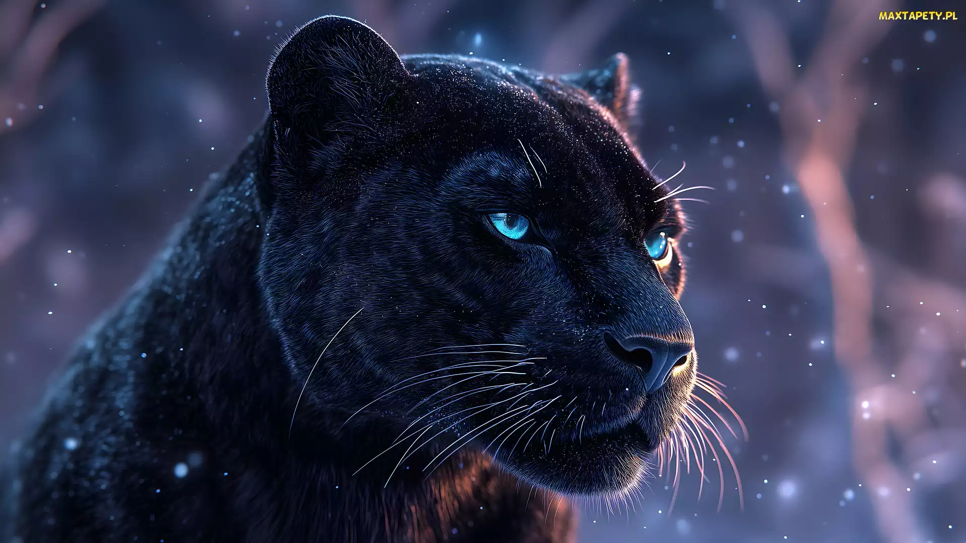 Czarna, Pantera, Jaguar amerykański