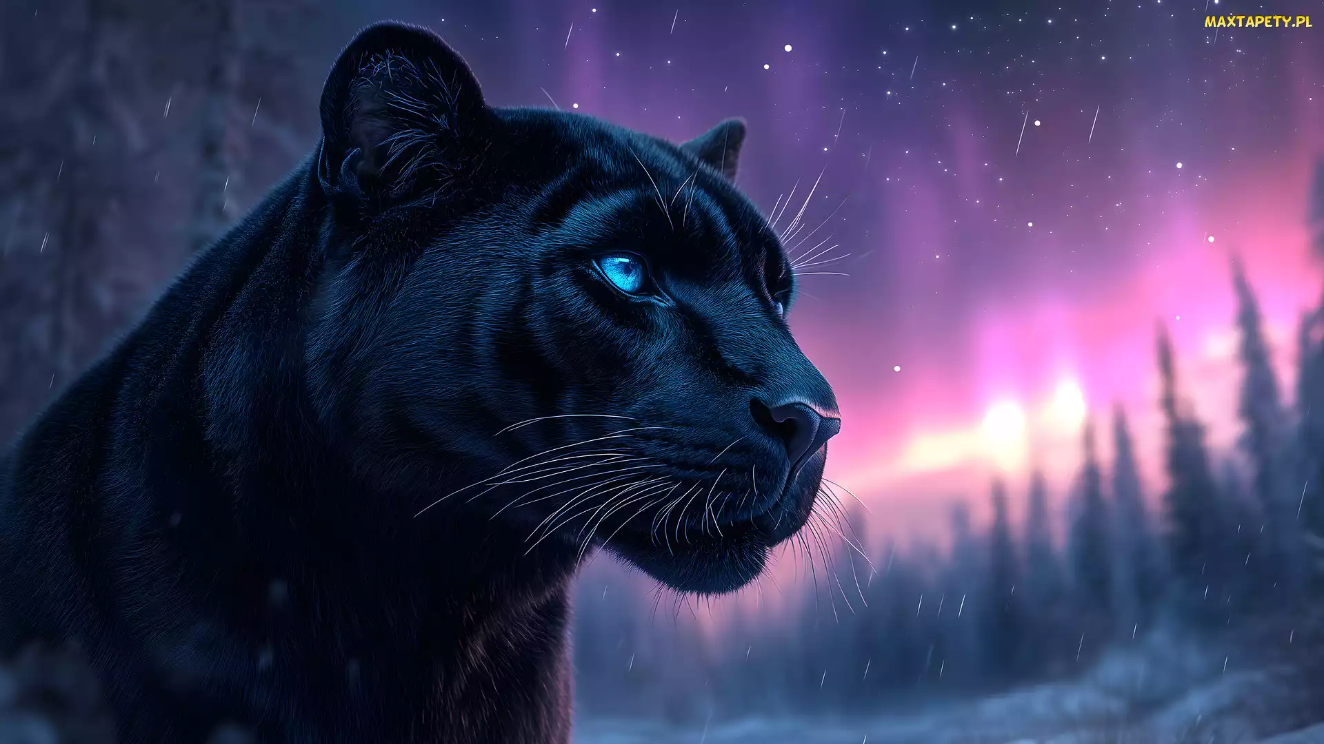 Czarna pantera, Głowa, Jaguar amerykański