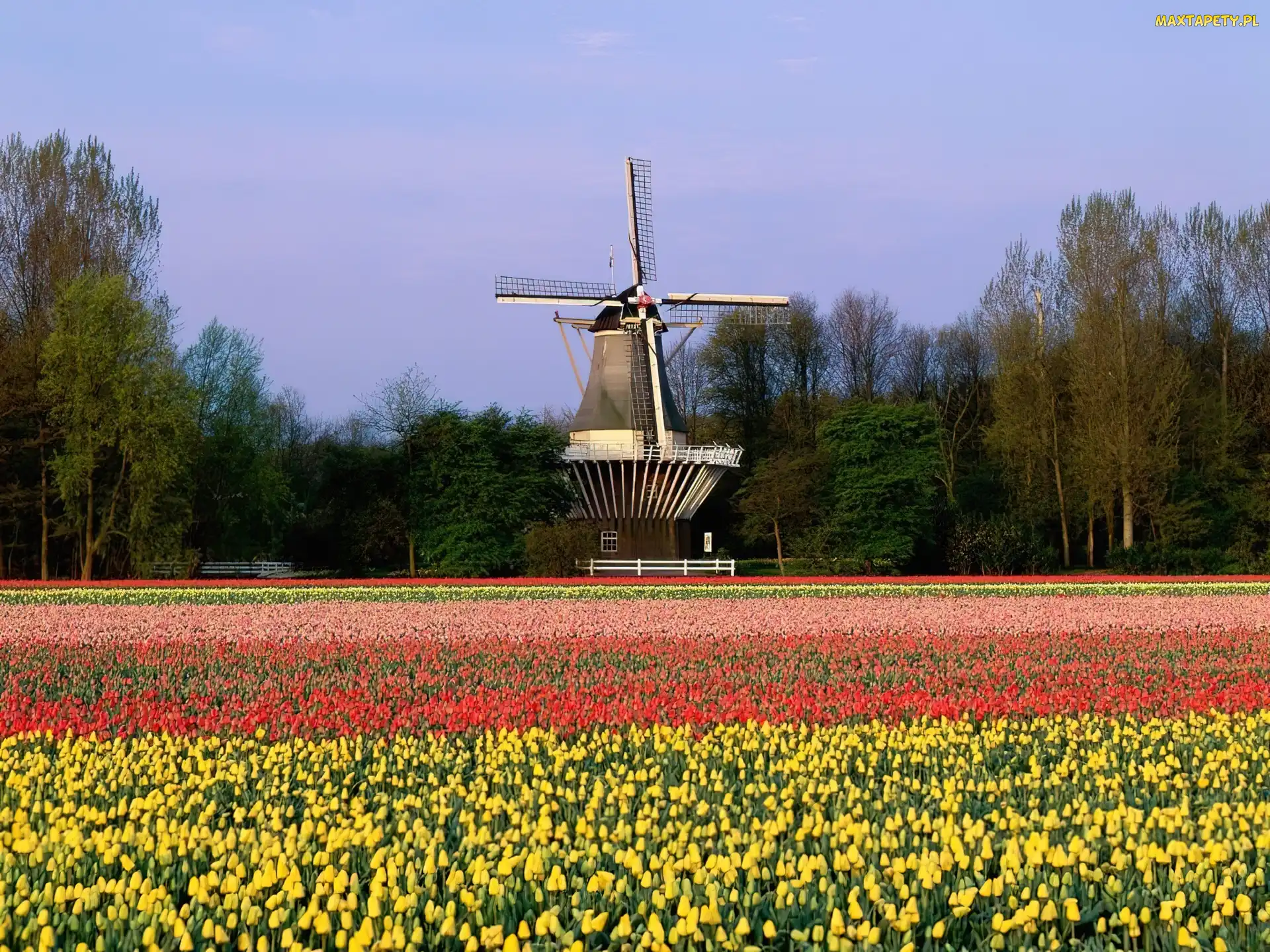 Tulipany, Holandia, Wiatrak