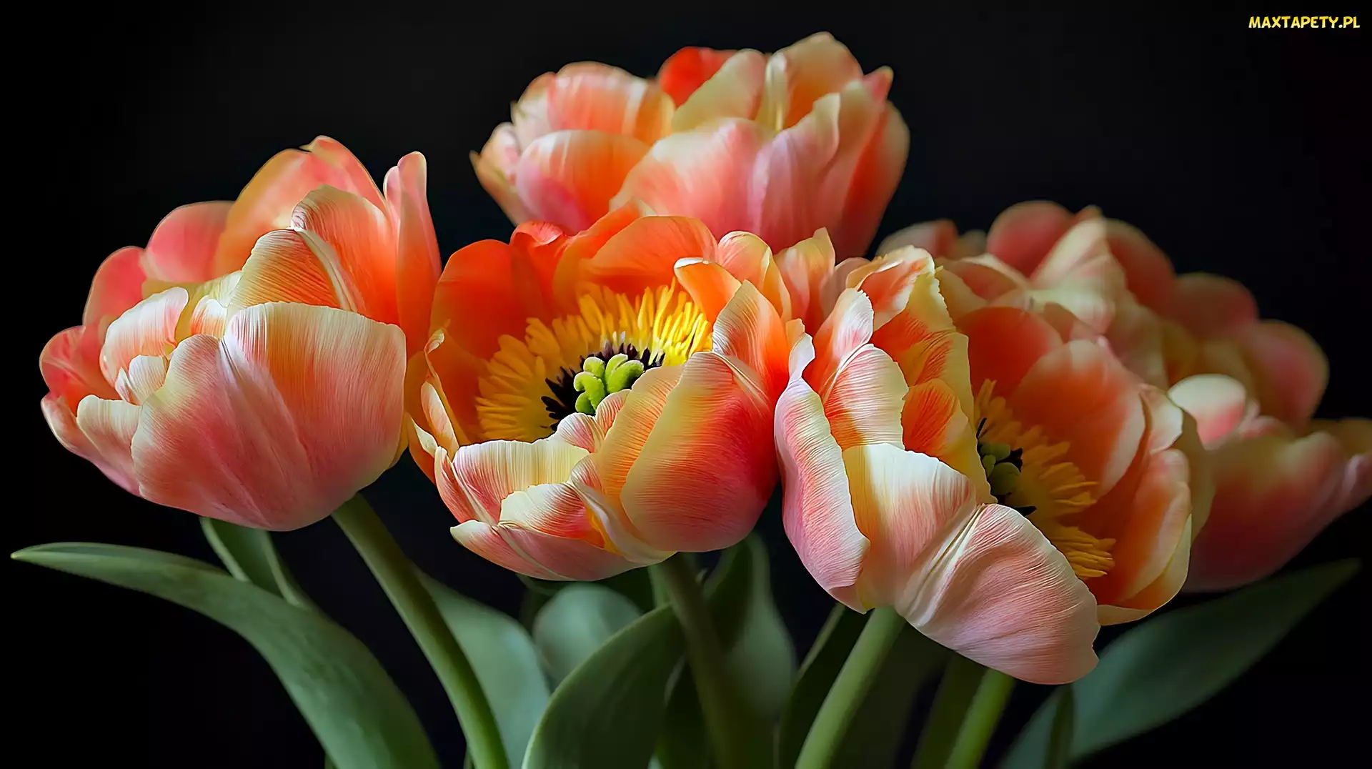Grafika, Kwiaty, Tulipany, Kolorowe