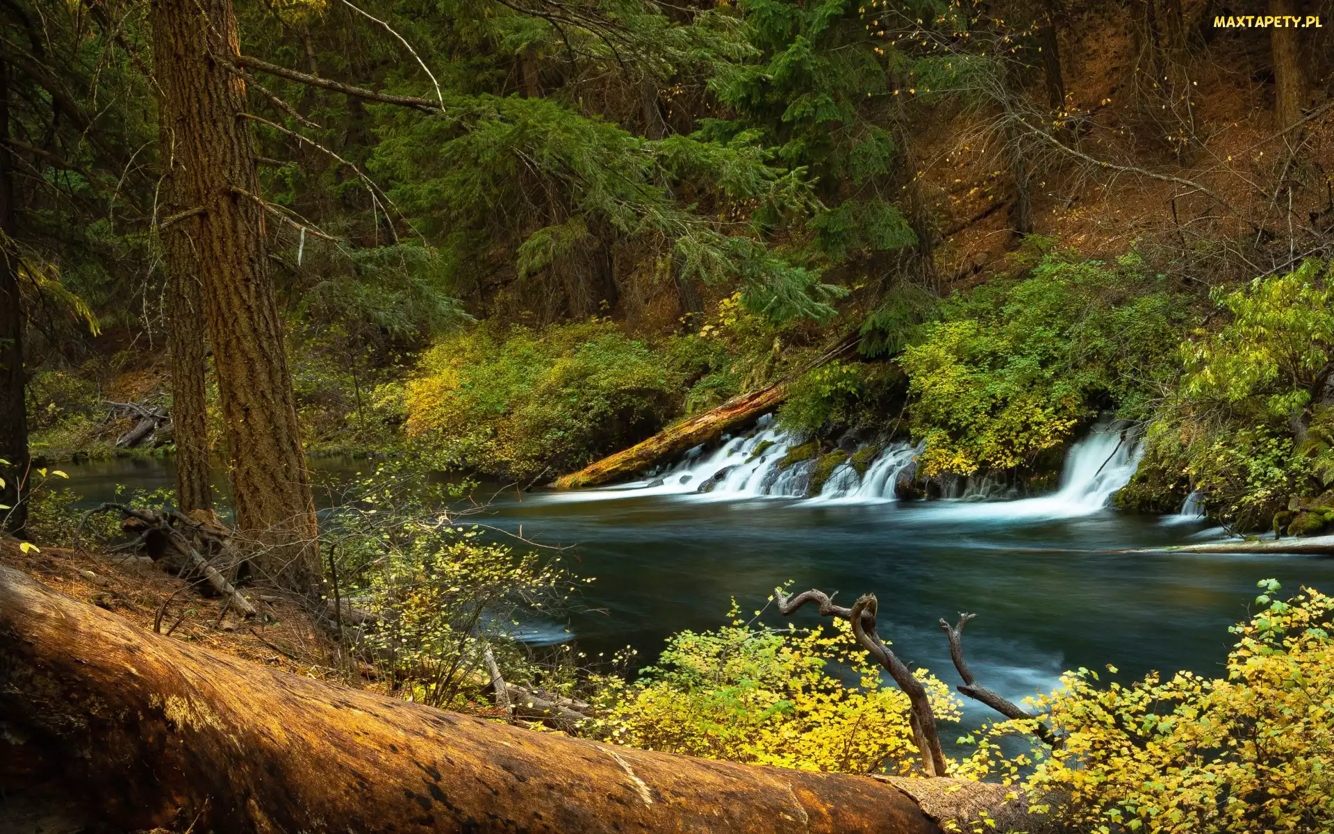 Las, Jesień, Gałęzie, Drzewa, Rzeka
