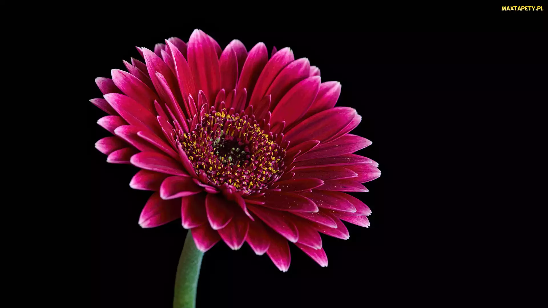 Kwiat, Czarne tło, Gerbera Jamesona