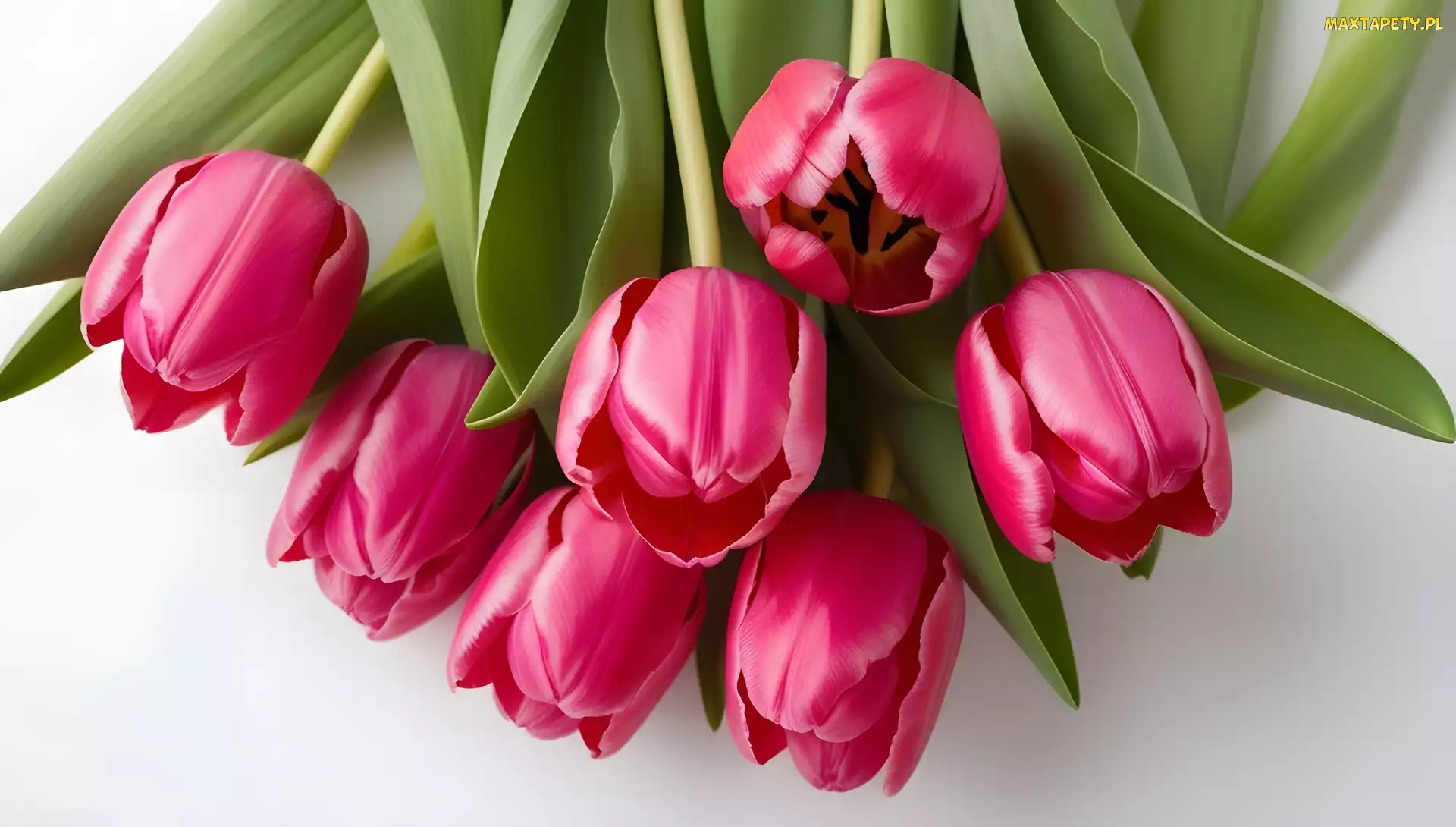 Tulipany, Listki, Ciemno-różowe