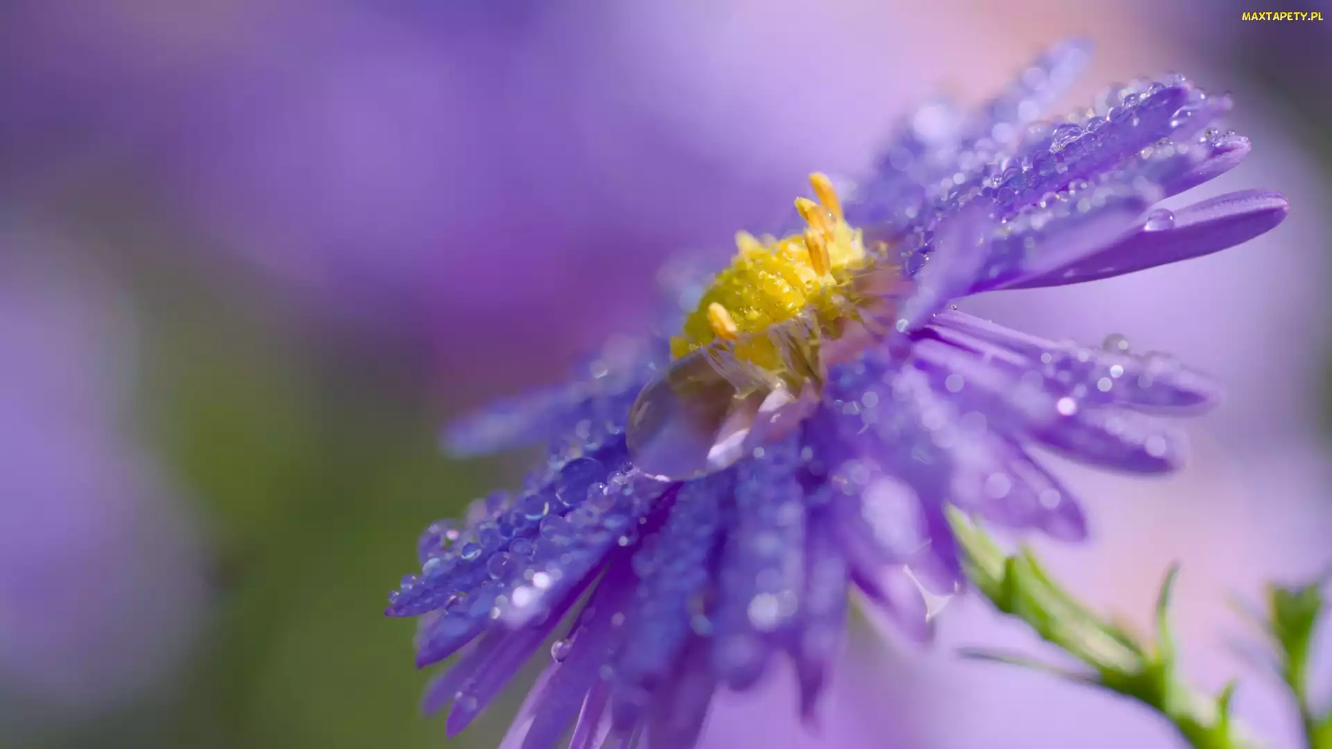 Kwiat, Makro, Krople, Aster, Fioletowy