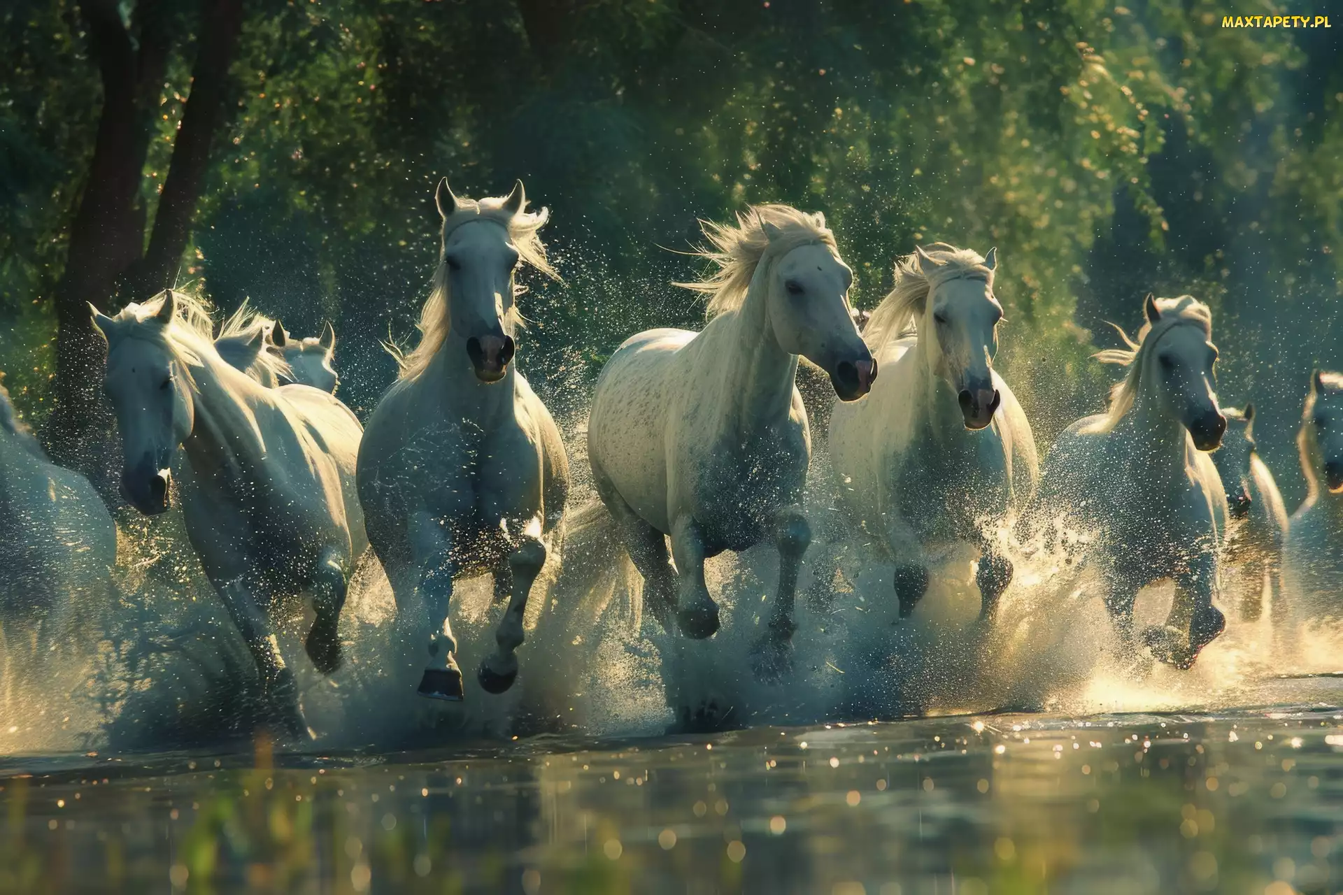 Rzeka, Galop, Konie