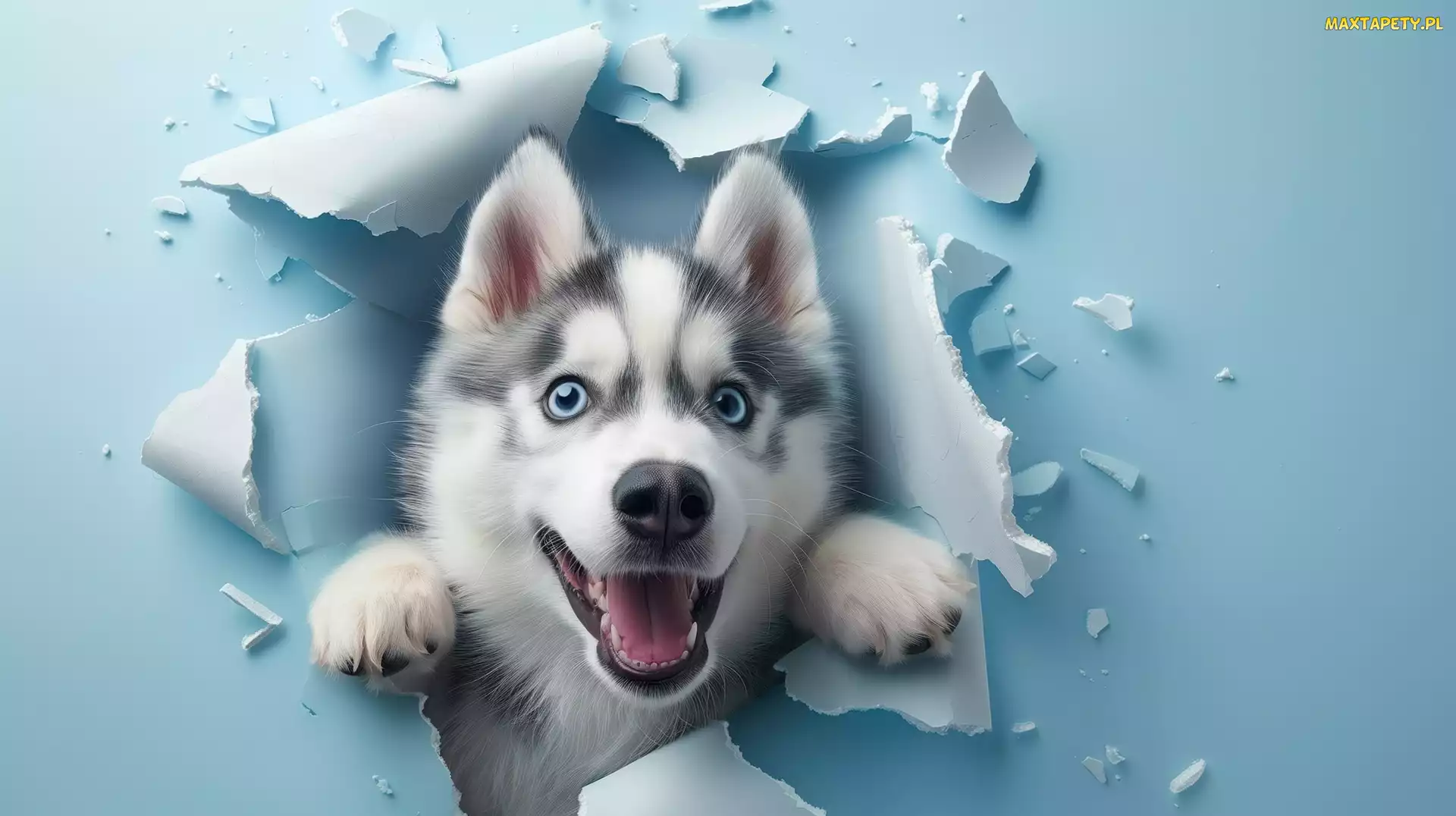 Siberian husky, Niebieska, Ściana, Dziura, Pies