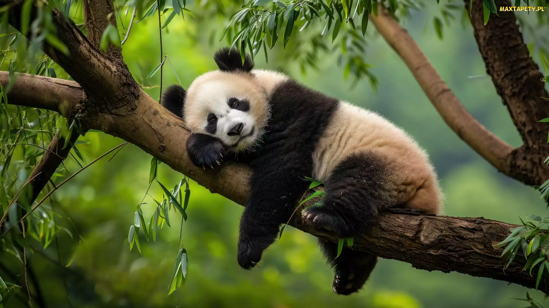Grafika, Liście, Panda, Śpiąca, Drzewo, Konar