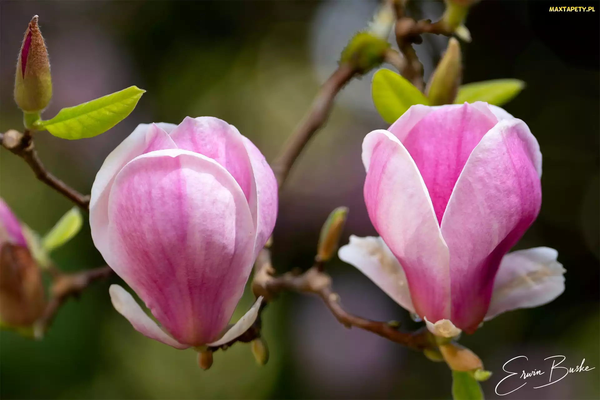 Gałązka, Listki, Kwiaty, Różowe, Magnolia