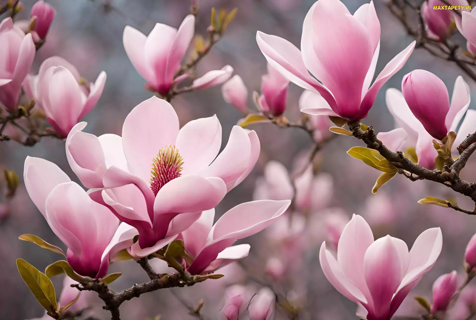 Jasnoróżowe, Magnolia, Listki, Kwiaty, Gałązki
