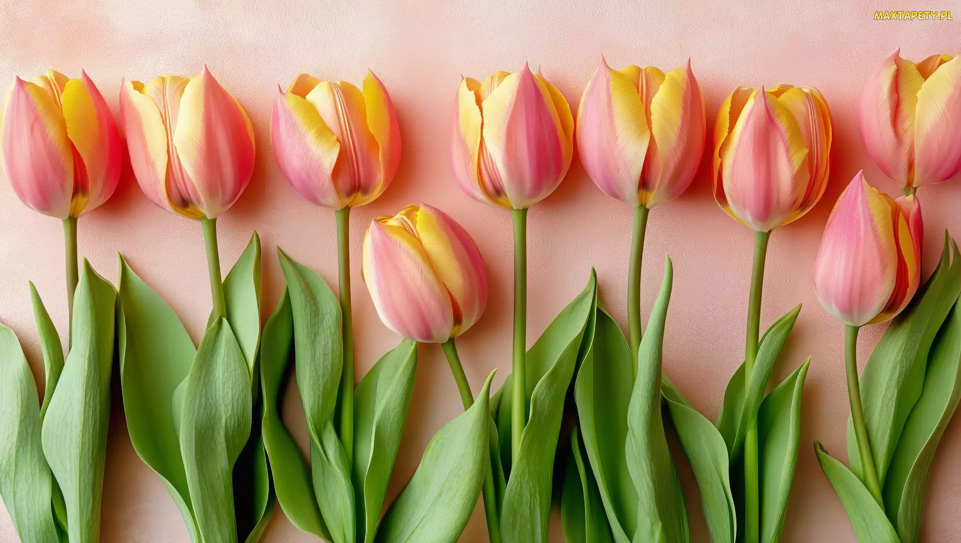 Tulipany, Listki, Różowo-żółte