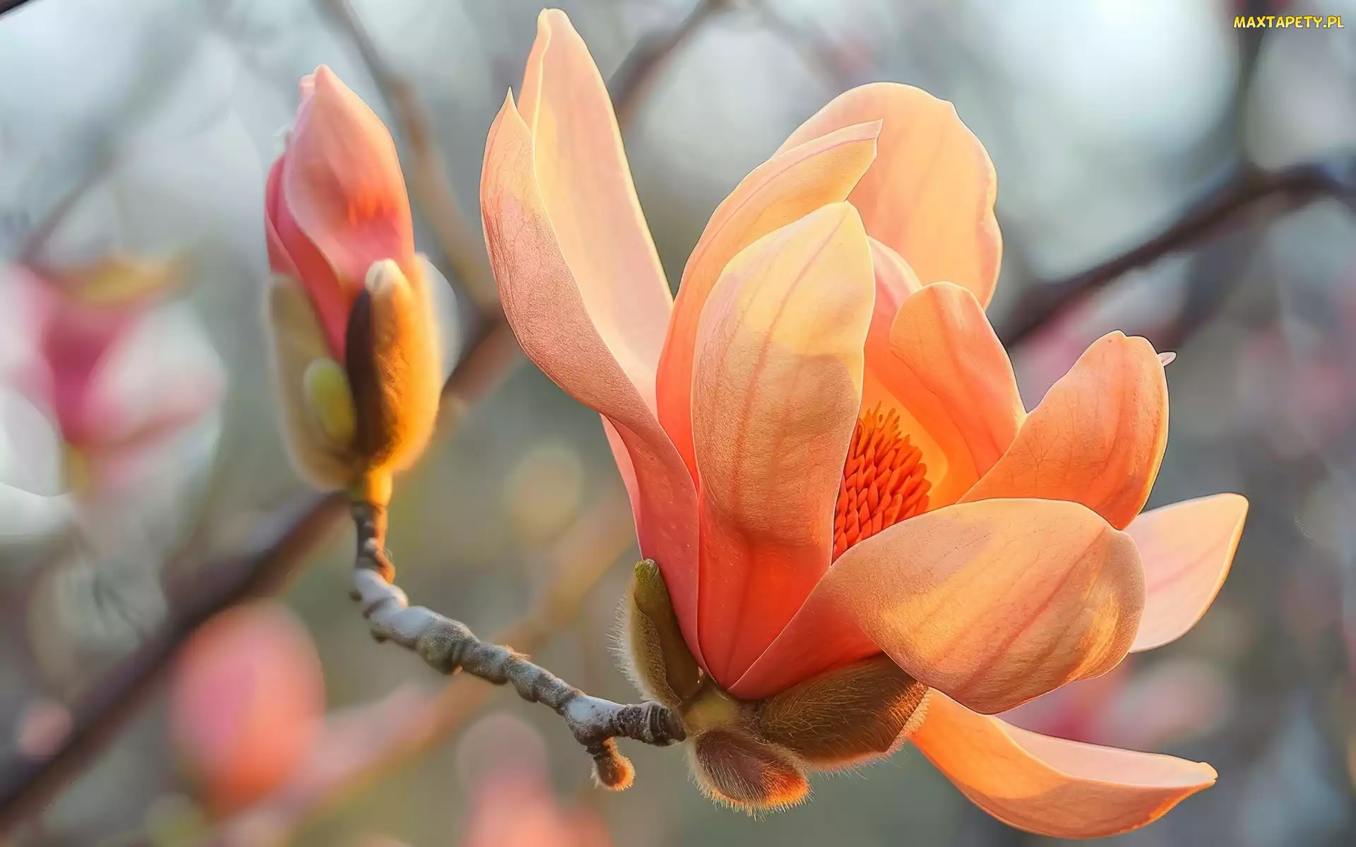 Gałązka, Pąk, Magnolia, Kwiat
