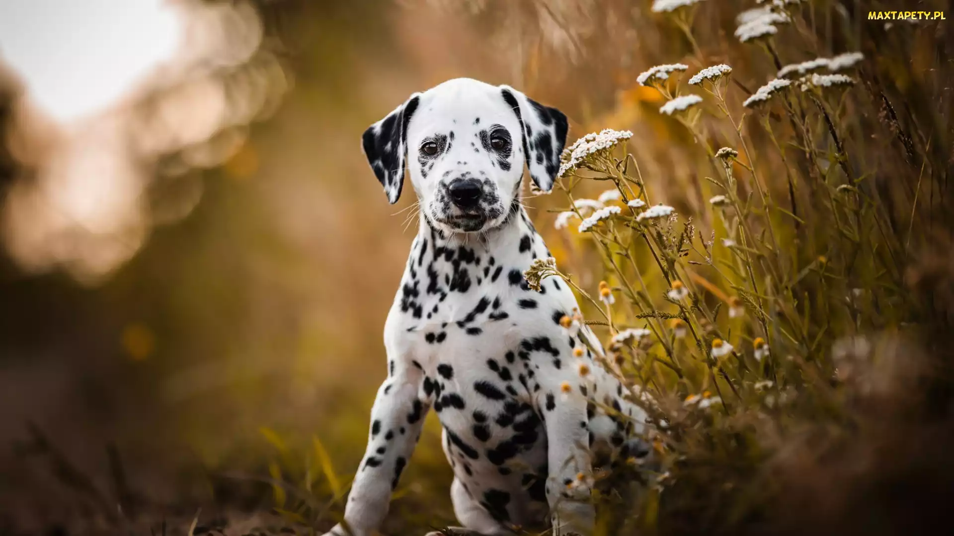 Kwiaty, Dalmatyńczyk, Szczeniak, Pies