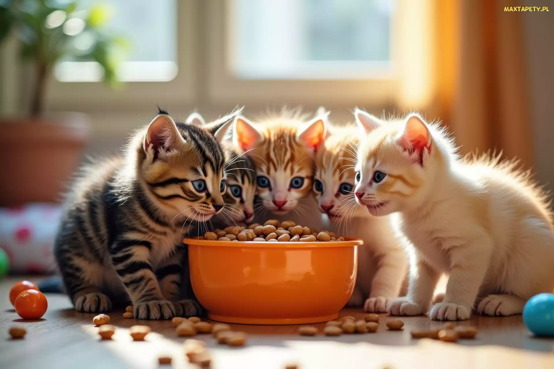 Karma, Miska, Małe, Koty