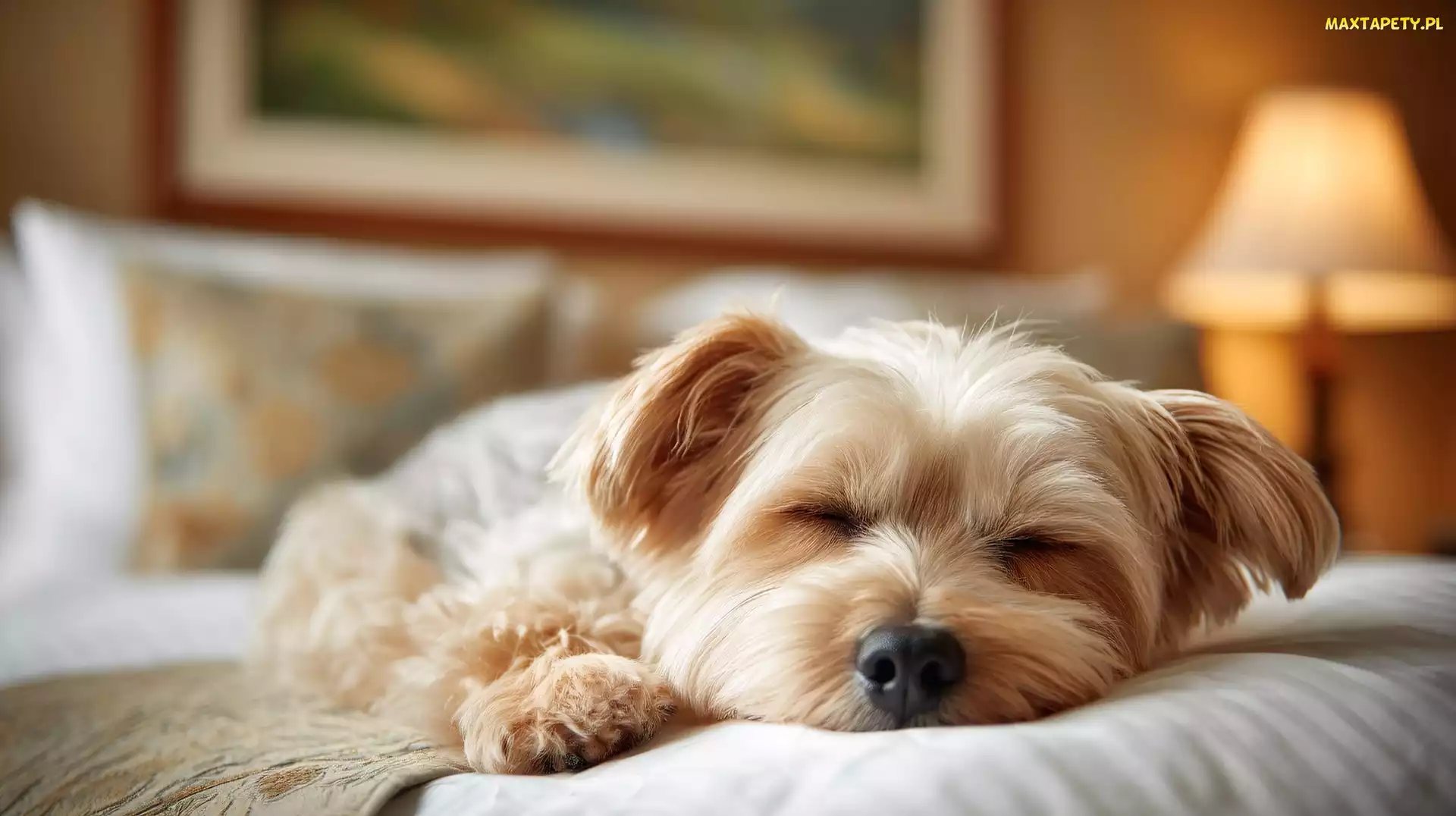 Śpiący, Yorkshire terrier, Pies