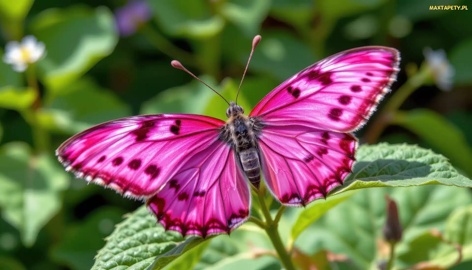 Grafika, Liście, Różowy, Motyl