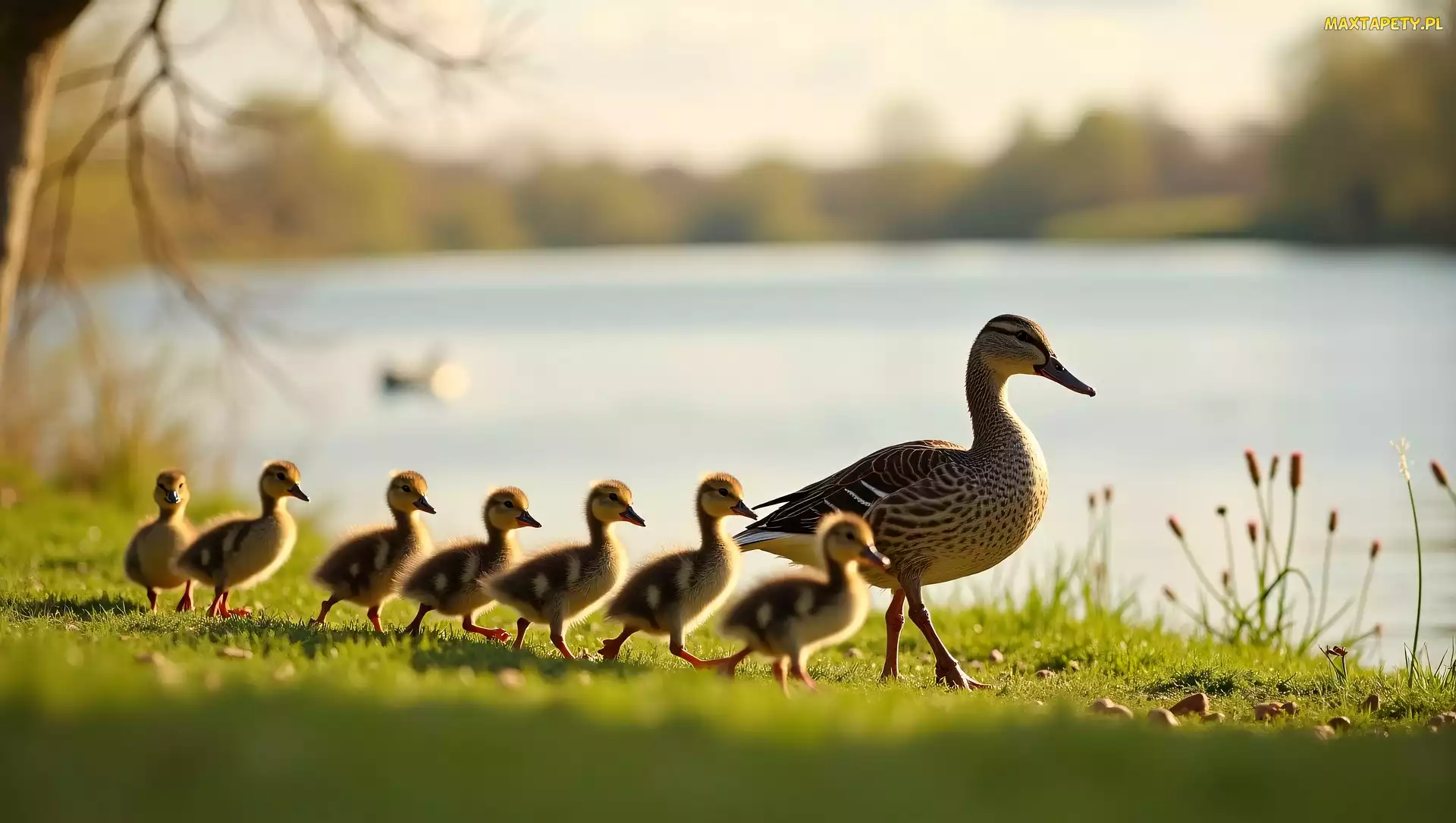 Kaczuszki, Grafika, Staw, Spacer, Kaczki