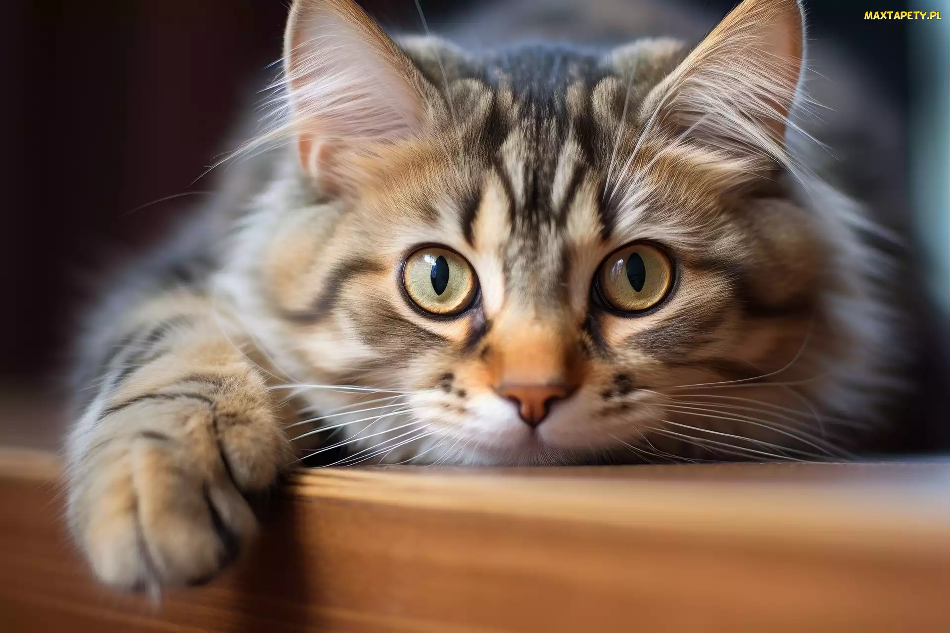 Oczy, Grafika, Półka, Łapa, Kot