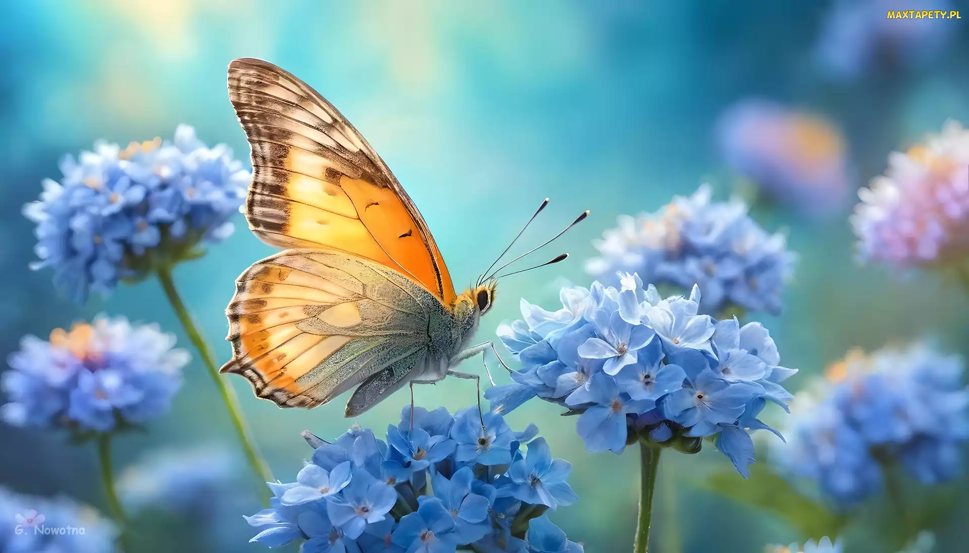 Owad, Grafika, Kwiaty, Niebieskie, Motyl