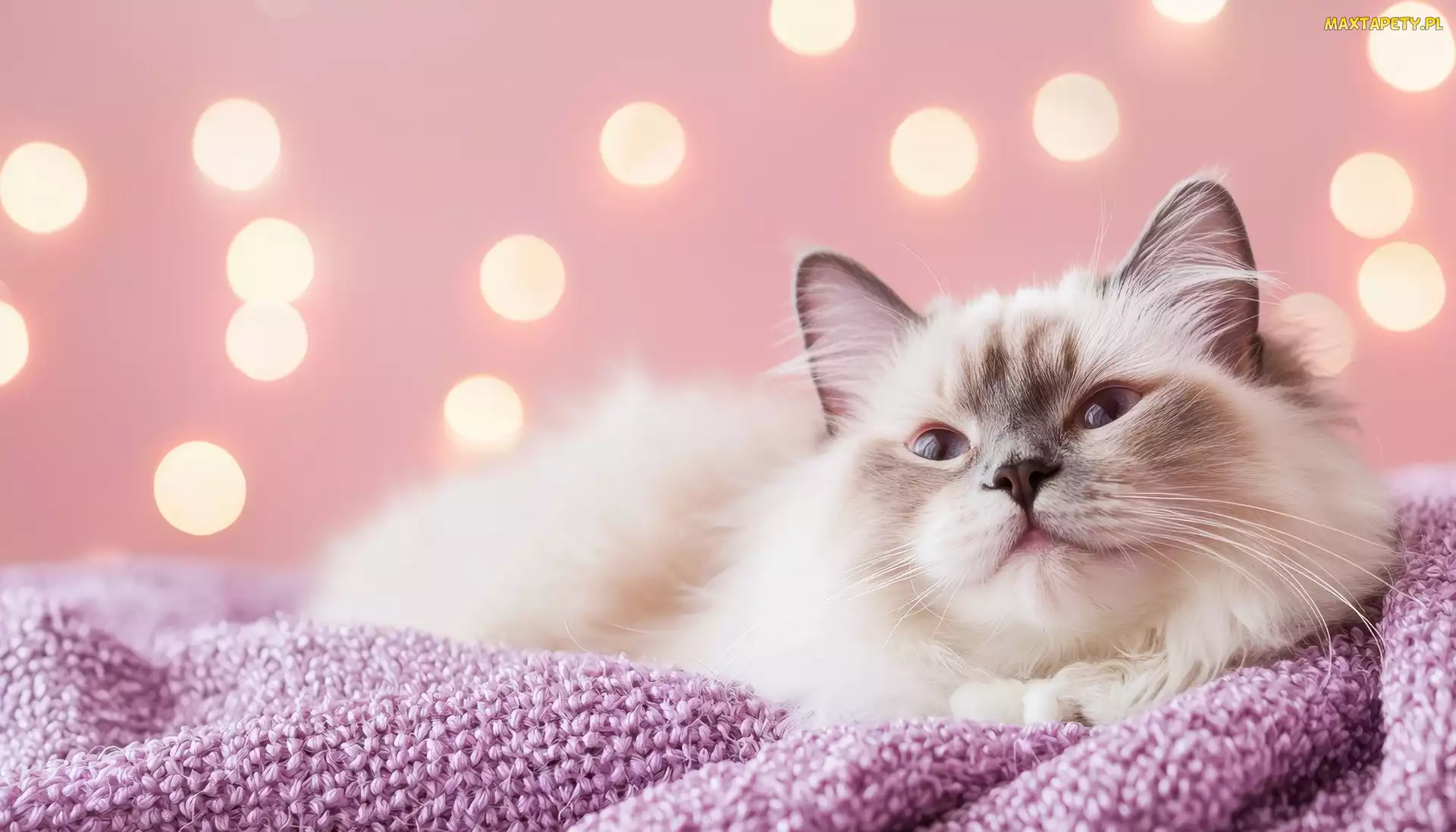 Ragdoll, Grafika, Różowy, Koc, Kot