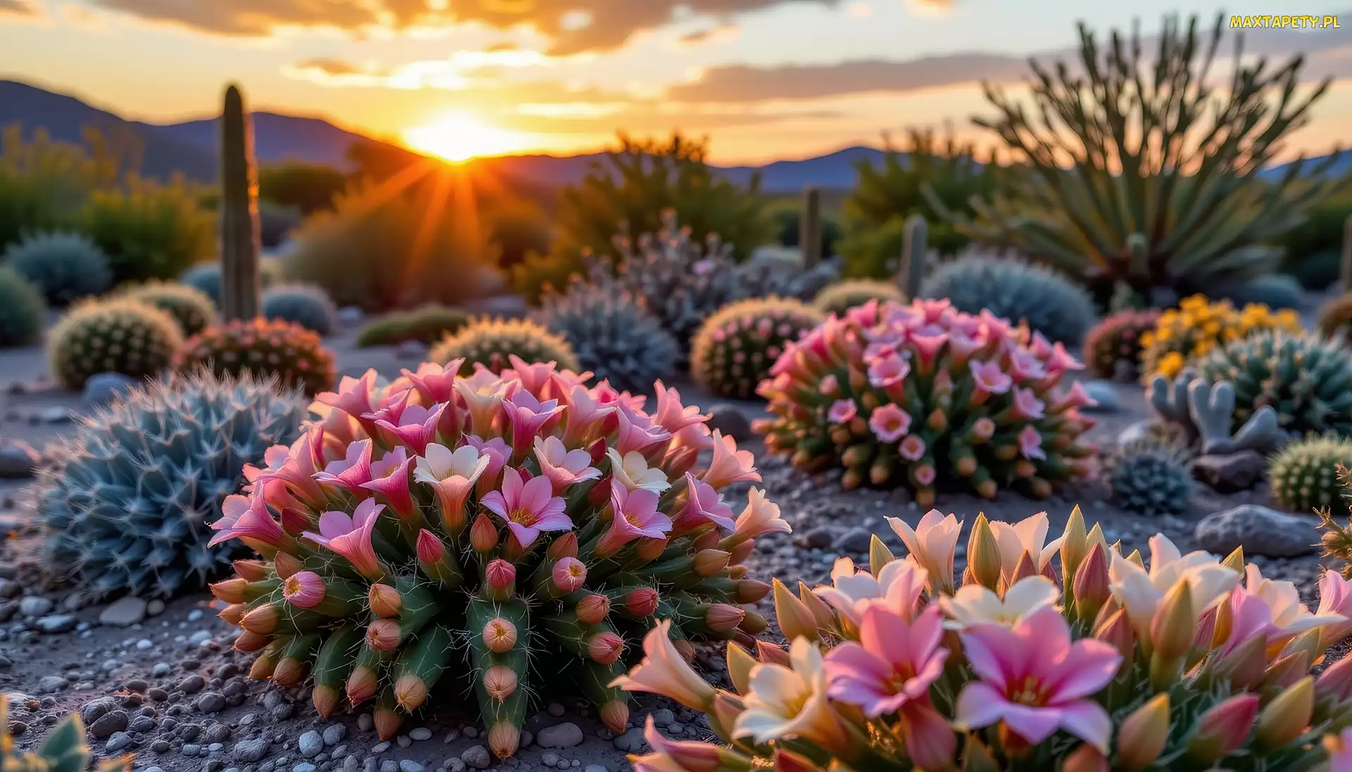 Kwitnące, Grafika, Pustynia, Zachód słońca, Tucson, Kaktusy, Sonora, USA