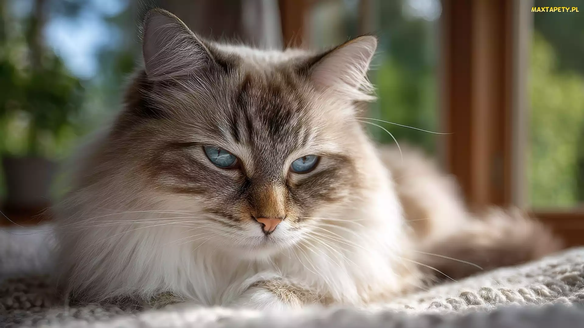 Ragdoll, Kanapa, Kot