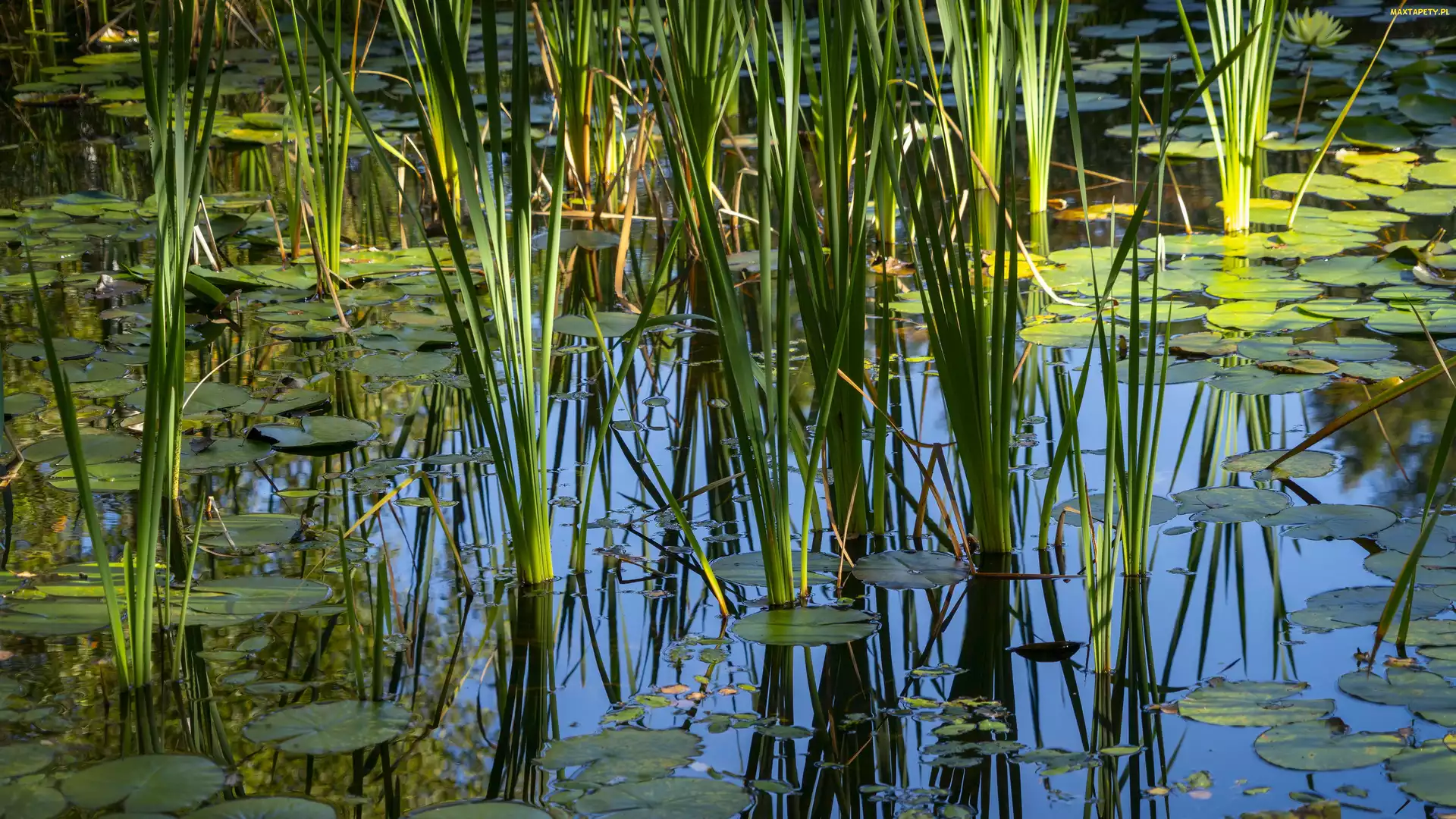 Liście, Bagno, Staw, Odbicie, Trawa