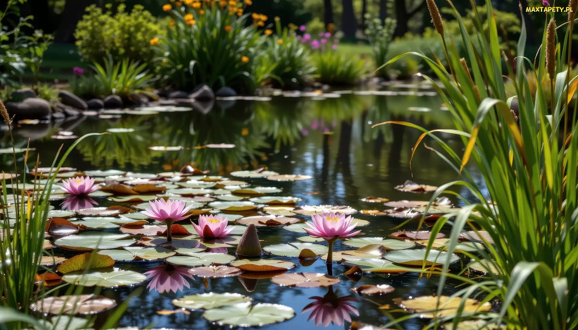 Trzciny, Grafika, Kwiaty, Lilia wodna, Staw