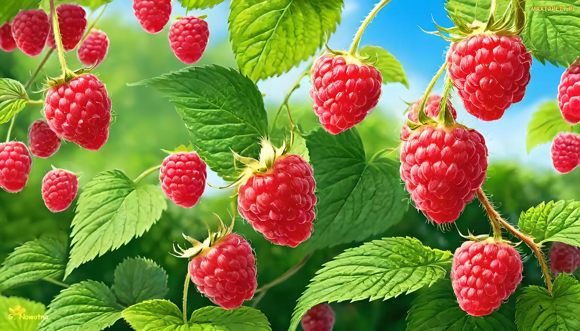 Grafika, Liście, Czerwone, Maliny