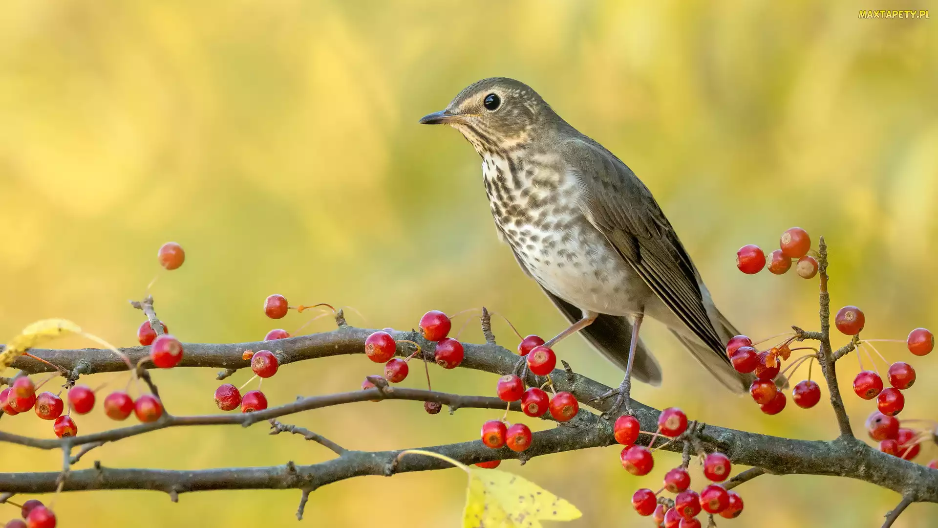 Gałązka, Owoce, Ptak, Drozd śpiewak