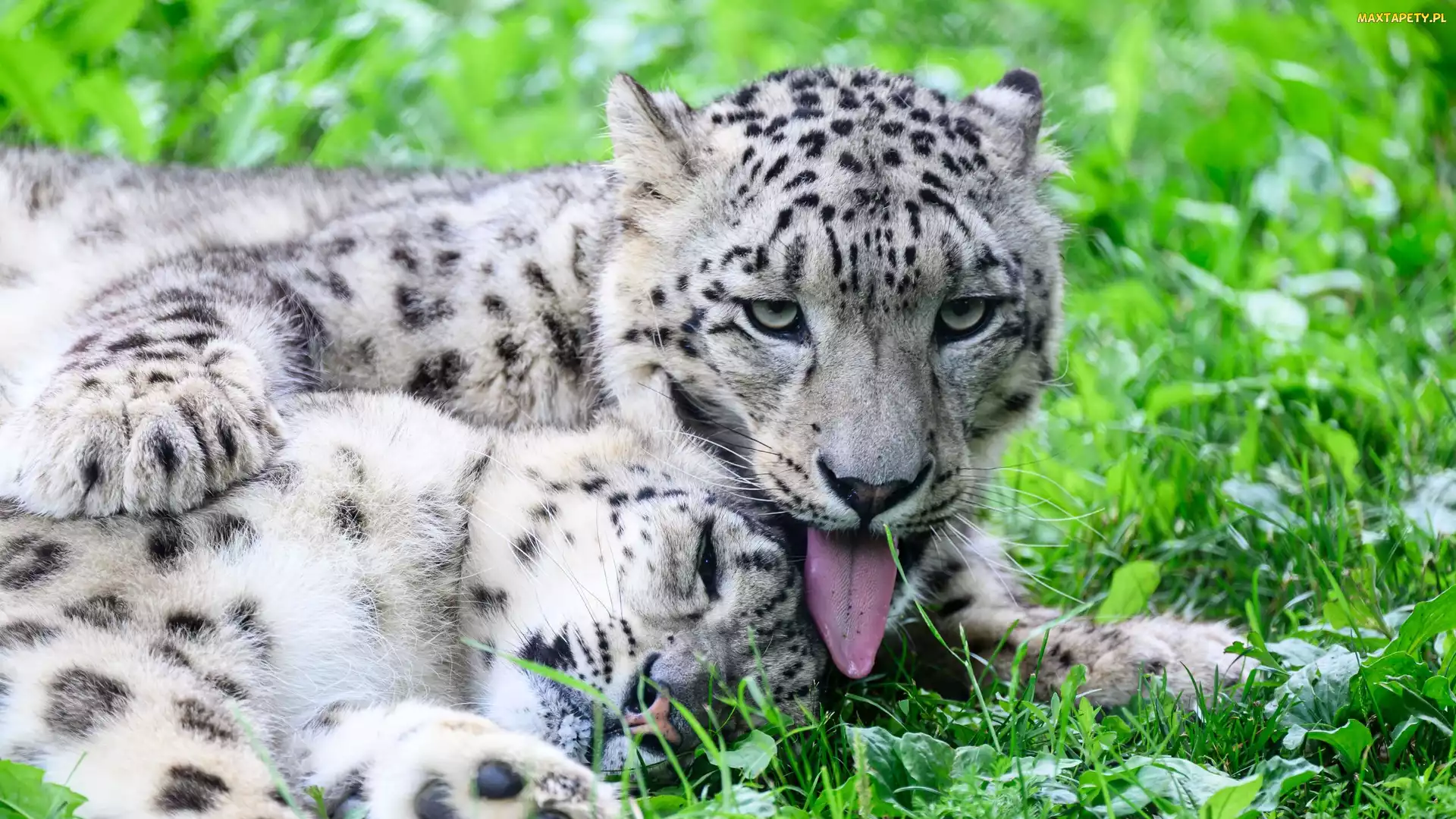 Leżące, Irbisy, Dwa