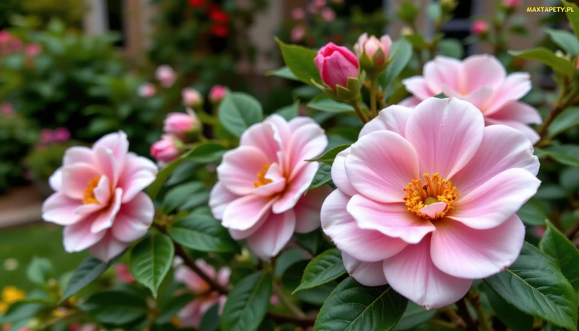 Kwiaty, Grafika AI, Kamelie