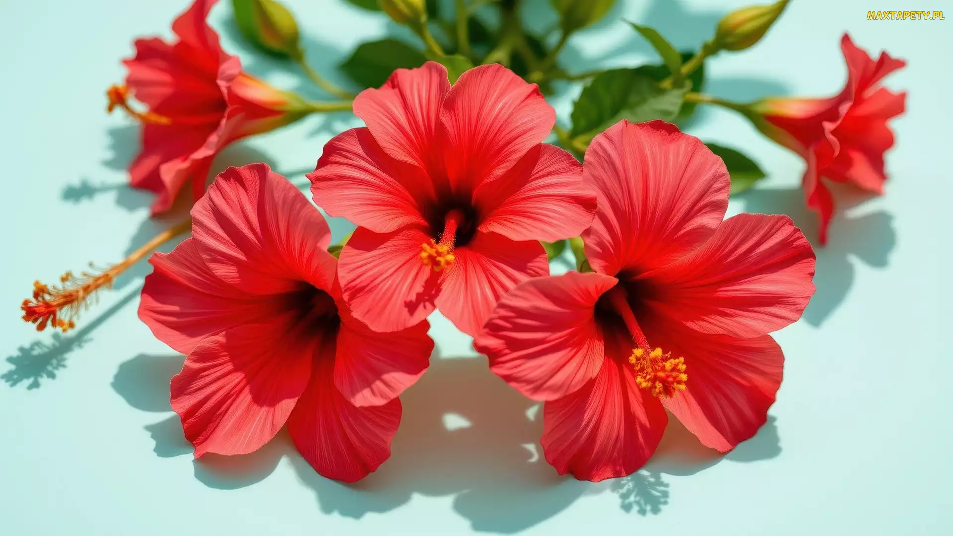Czerwone, Kwiaty, Hibiskusy
